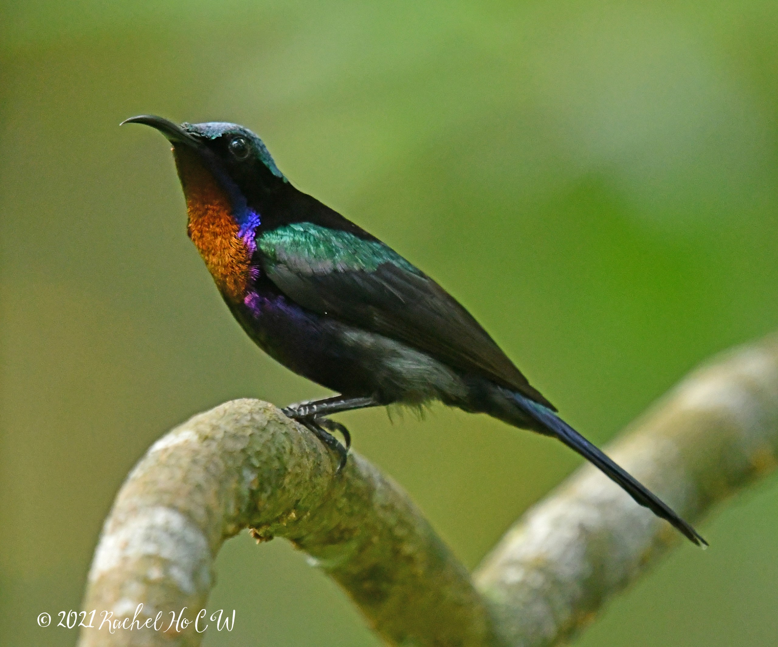 Image 1970 Copper-throated sunbird (male)