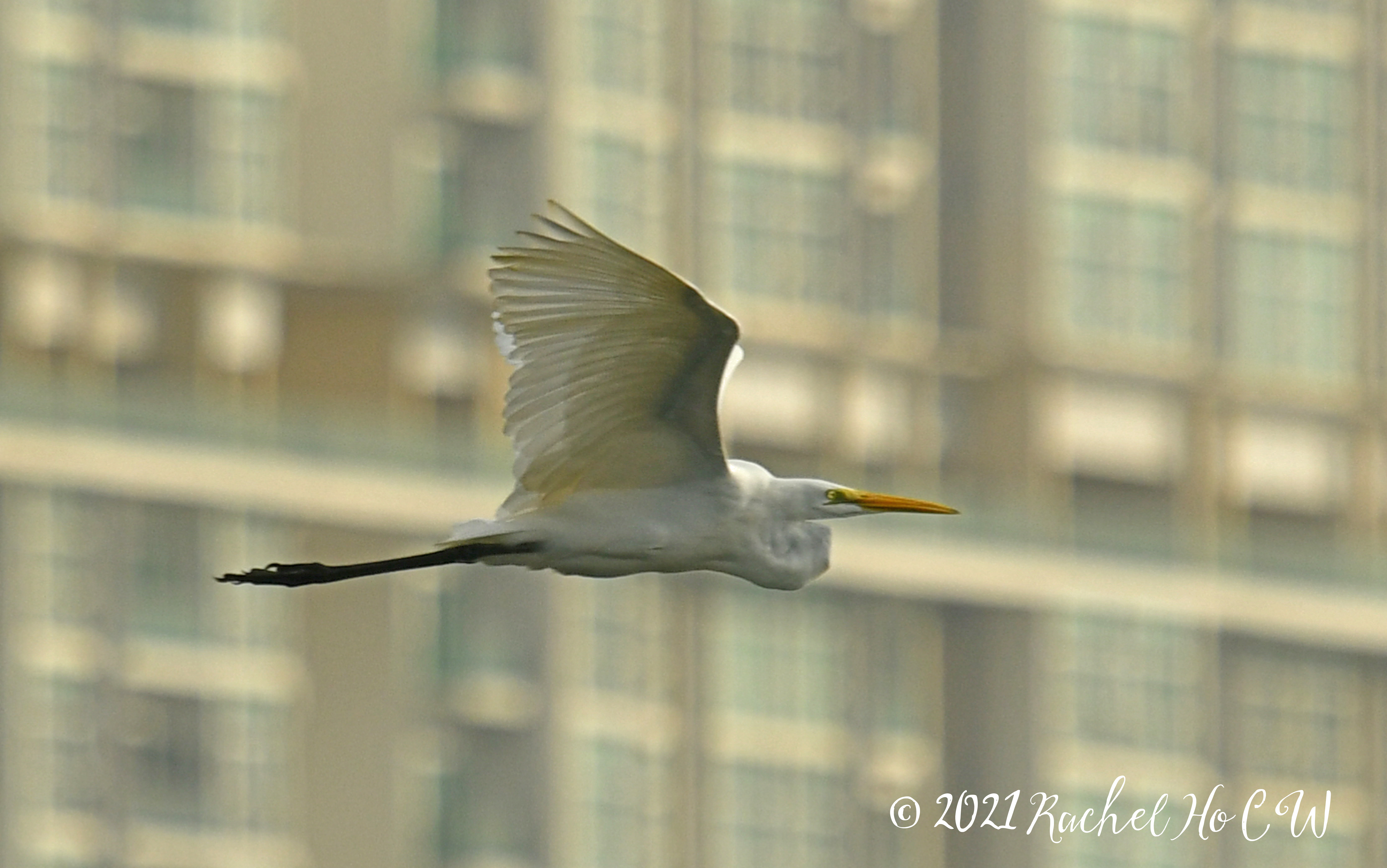 Image 2018 Egret in flight