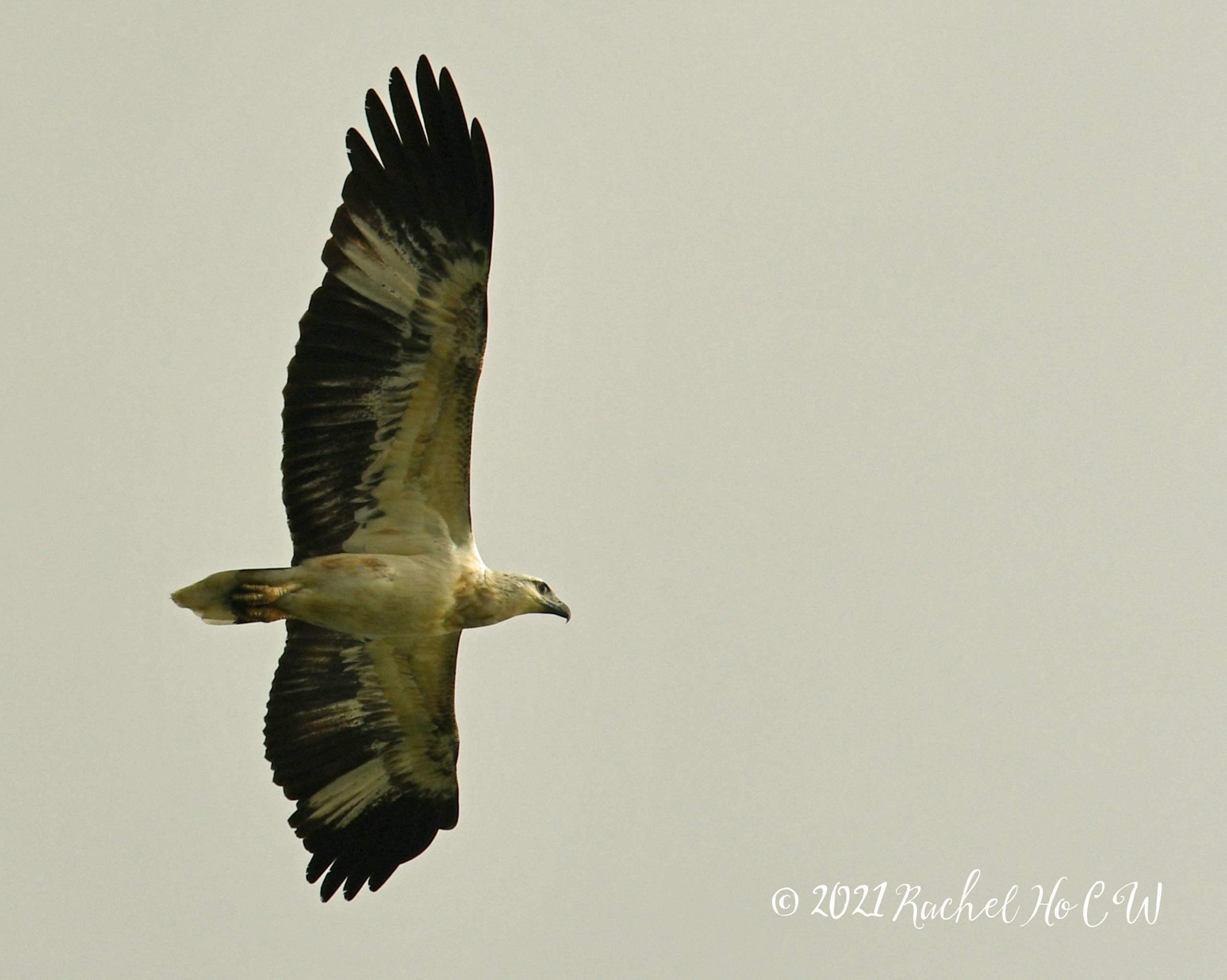 Image 2061 White-bellied sea eagle