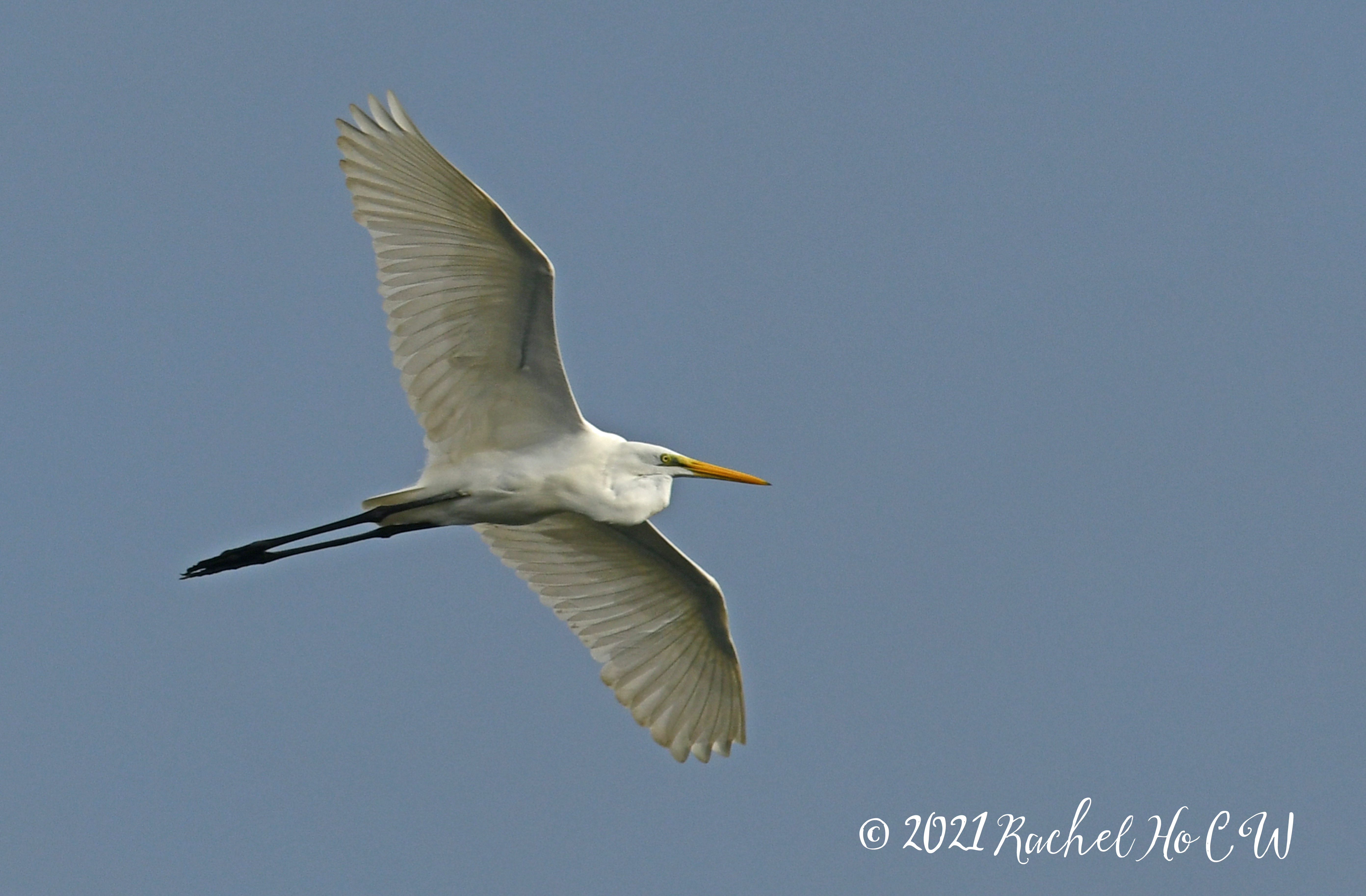 Image 2202 Egret in flight