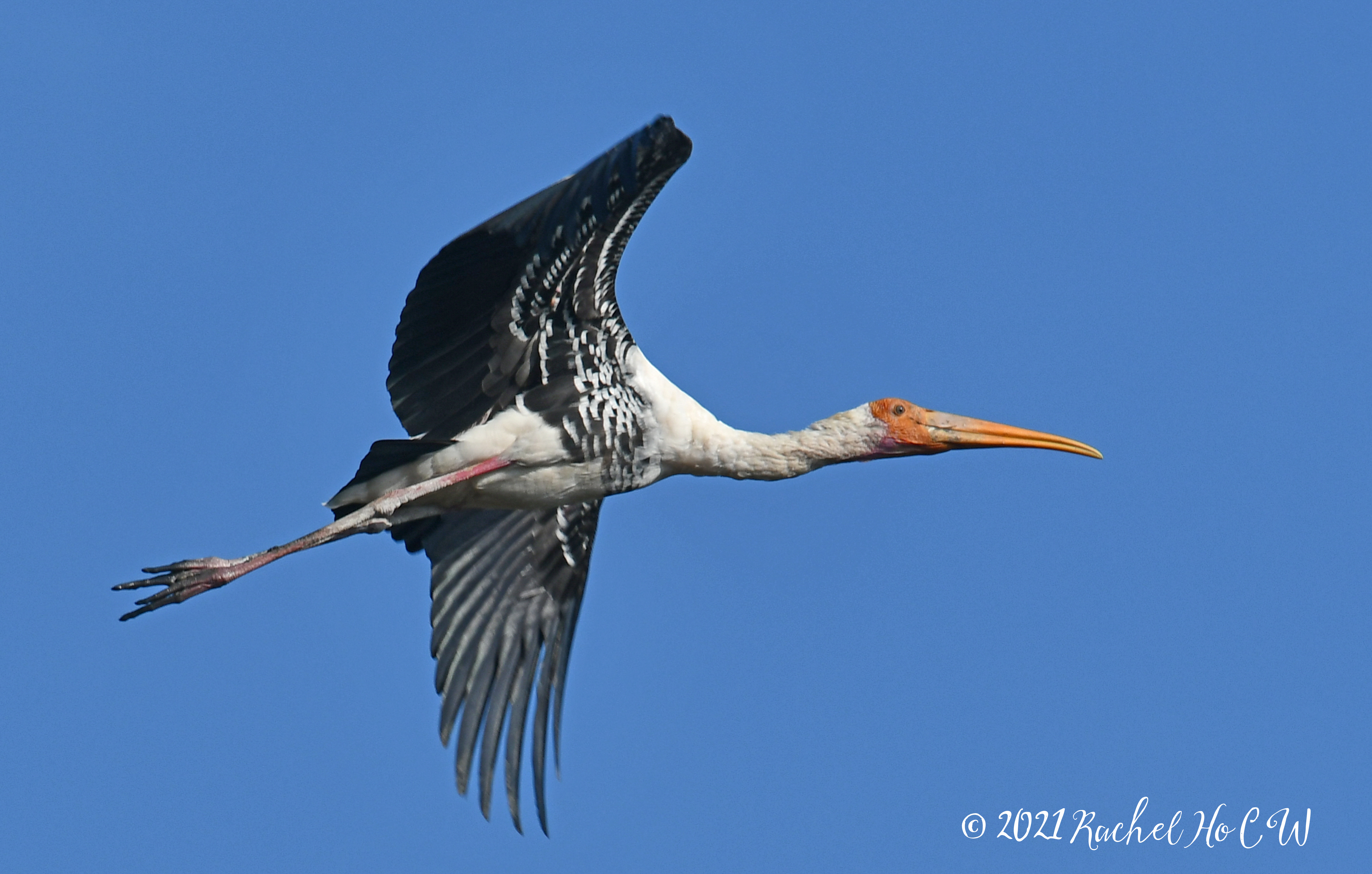 Image 2448 Stork in flight