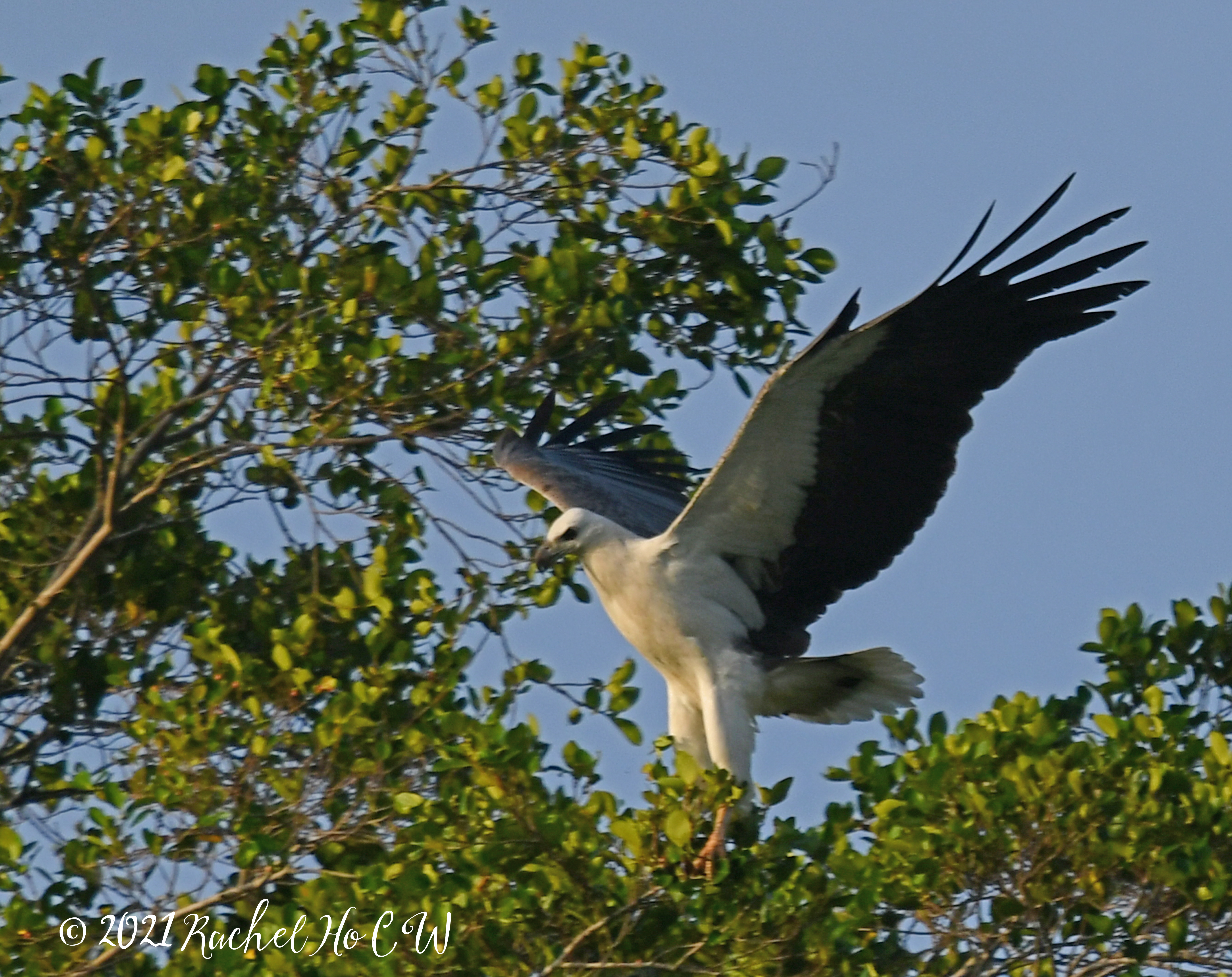 Image 2533 white-bellied sea eagle