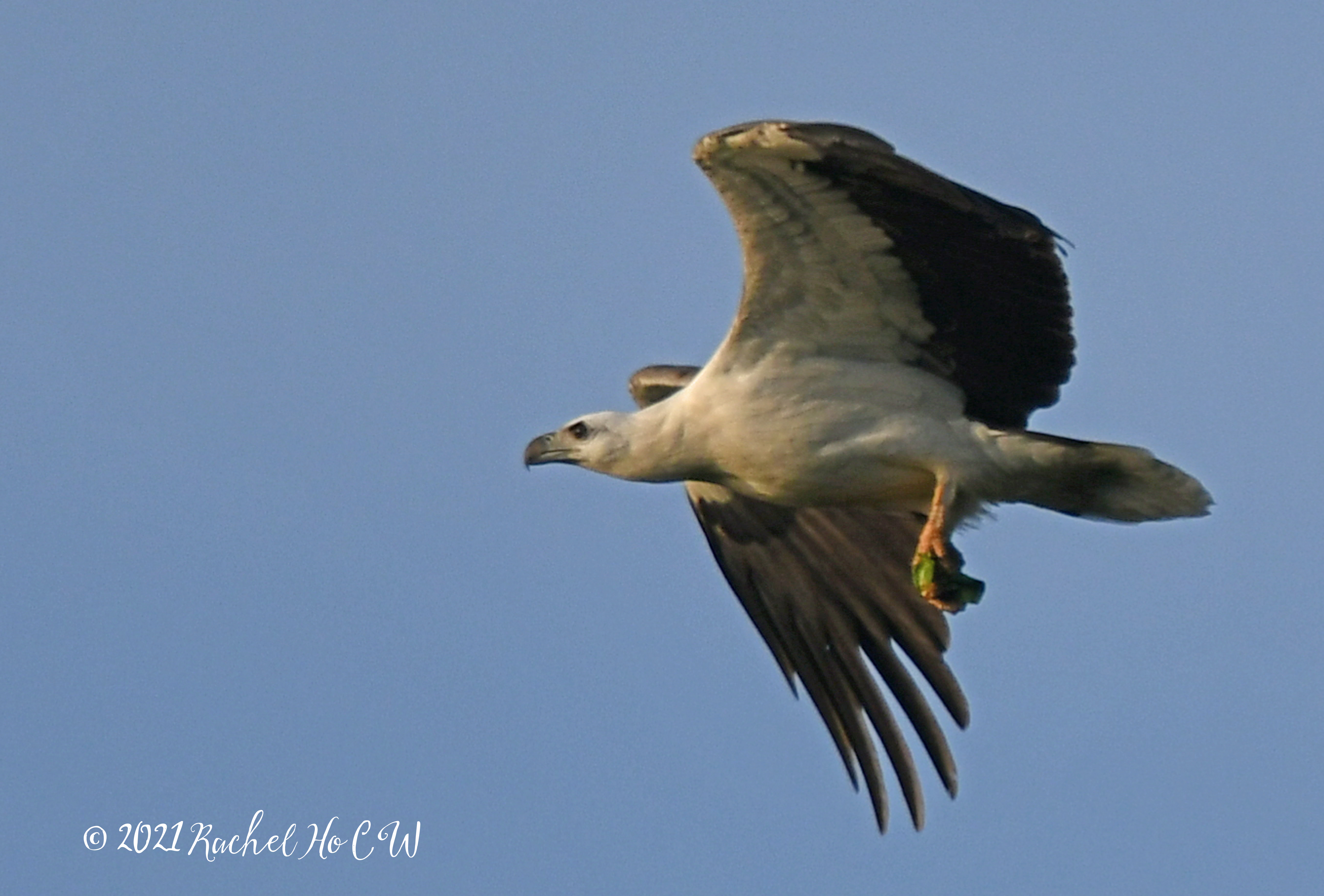 Image 2540 white-bellied sea eagle