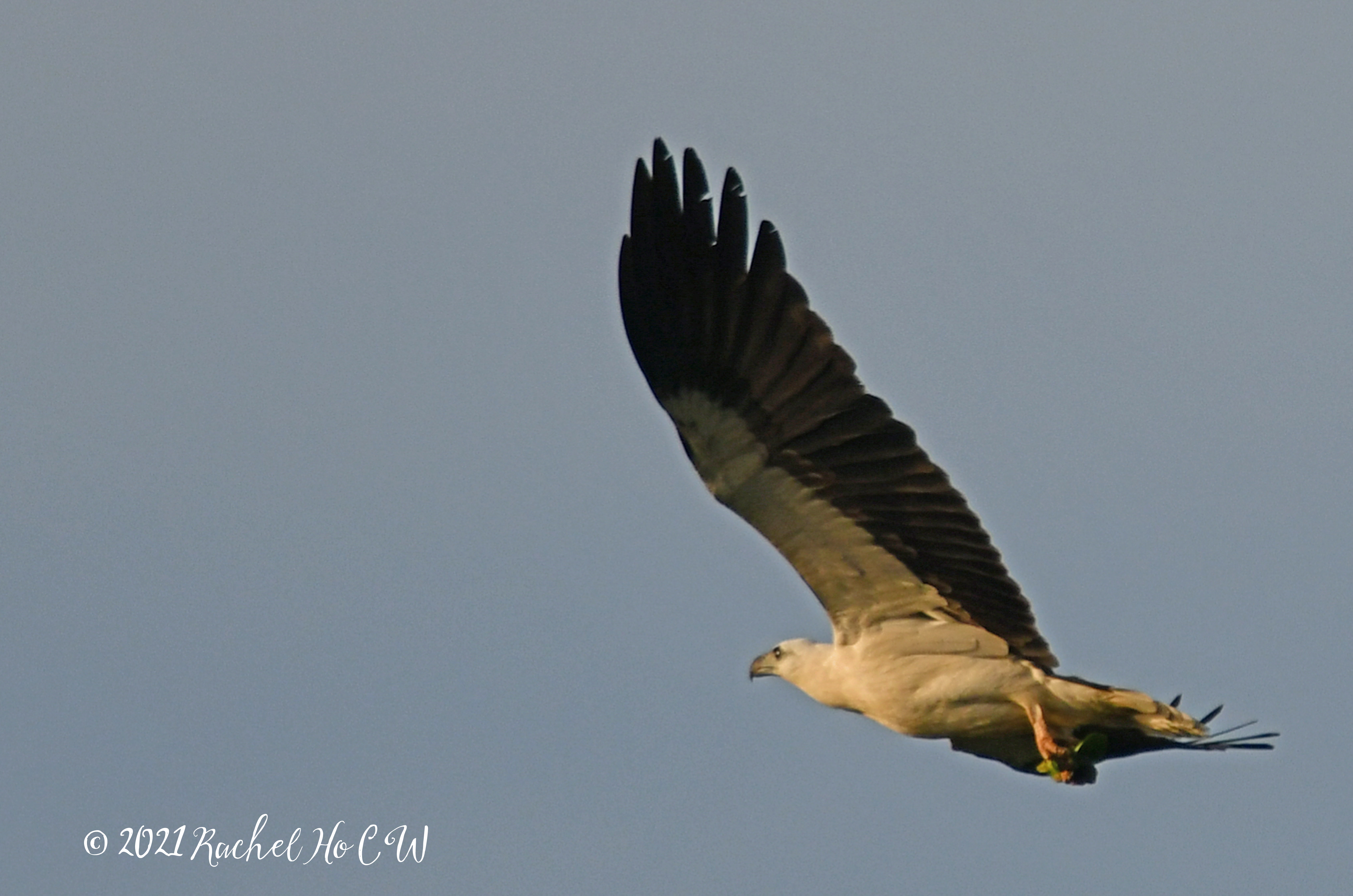 Image 2545 white-bellied sea eagle