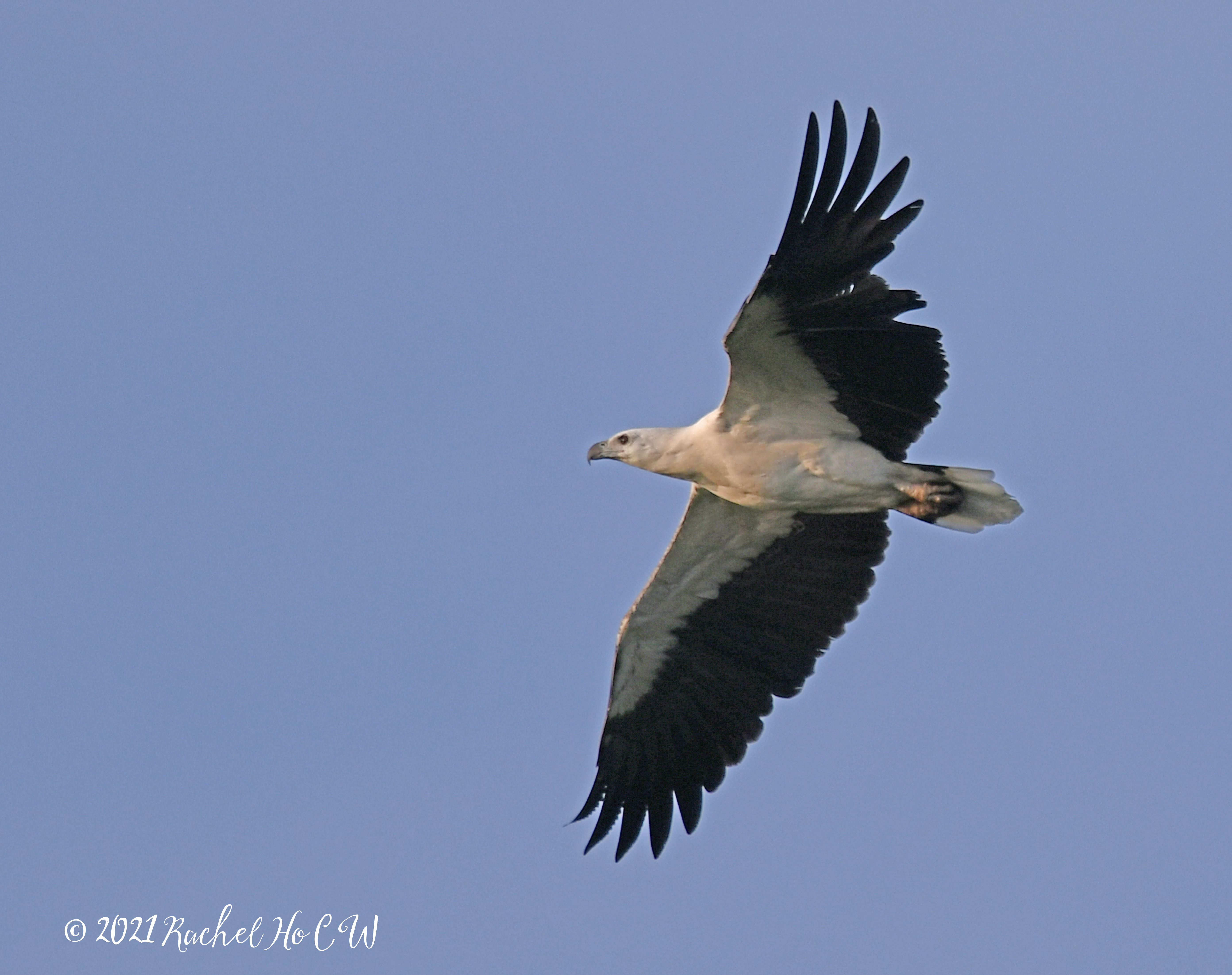 Image 2551 white-bellied sea eagle