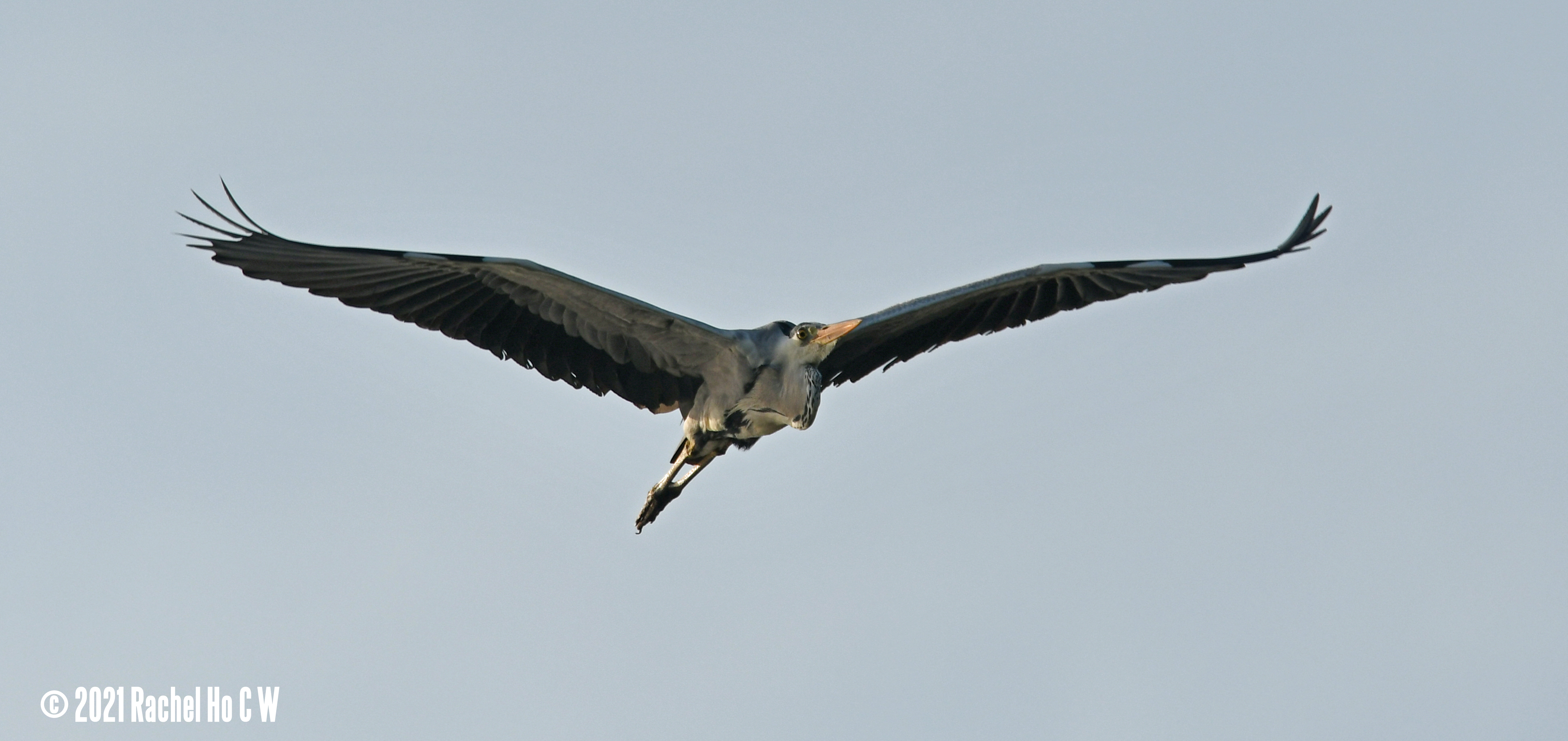 Image 2588 Grey Heron in flight