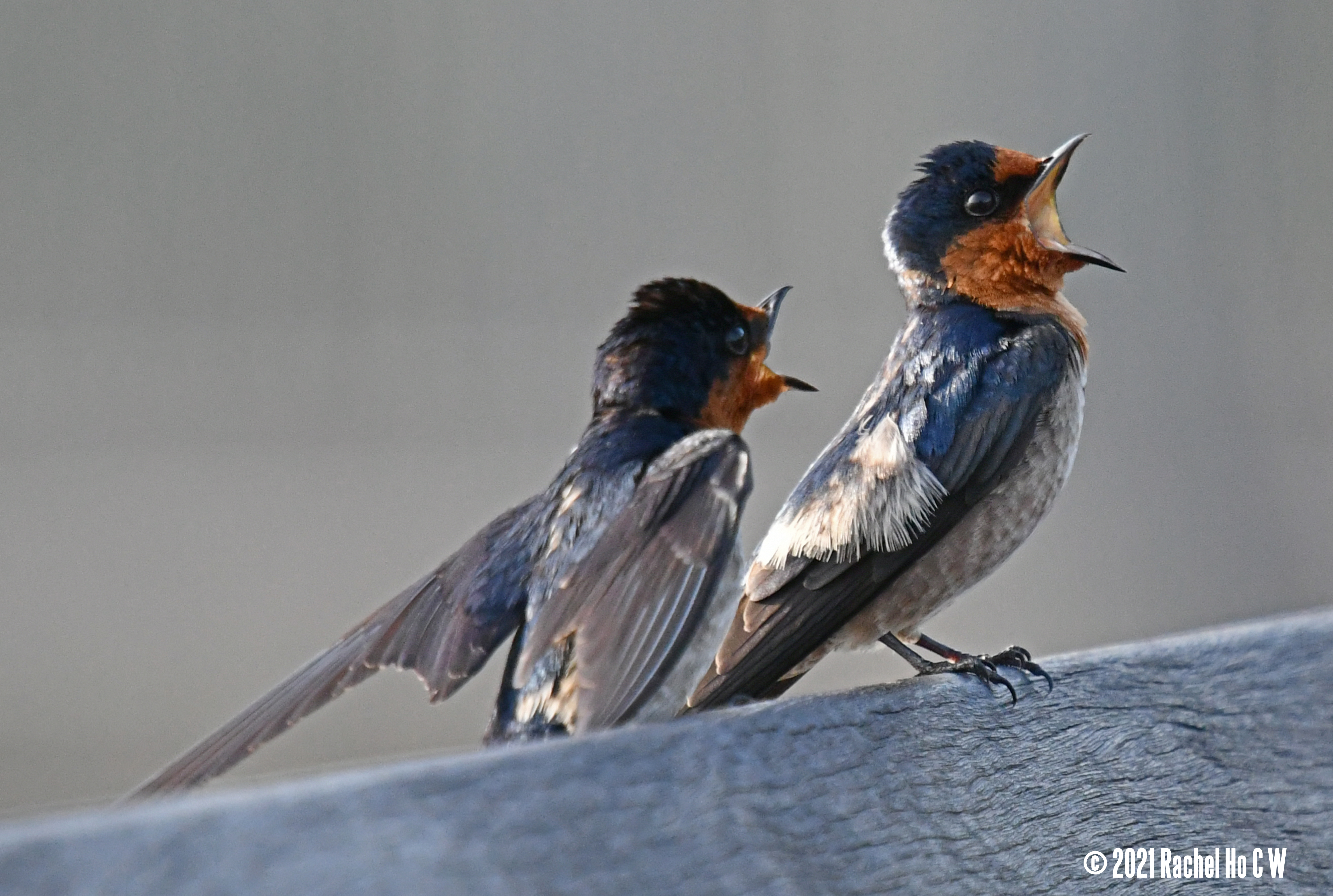 Image 2633 Two barn swallows