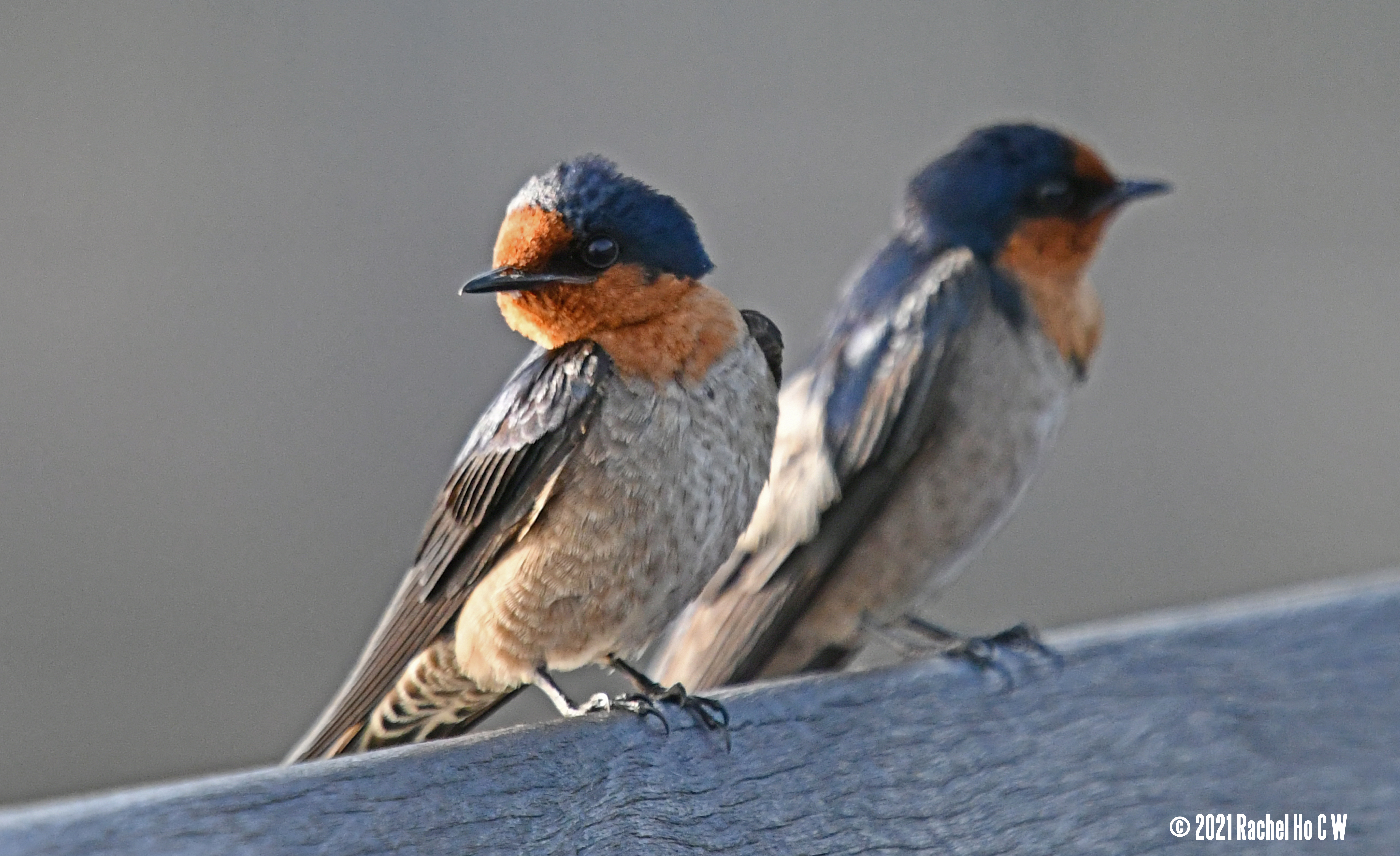 Image 2652 Two barn swallows