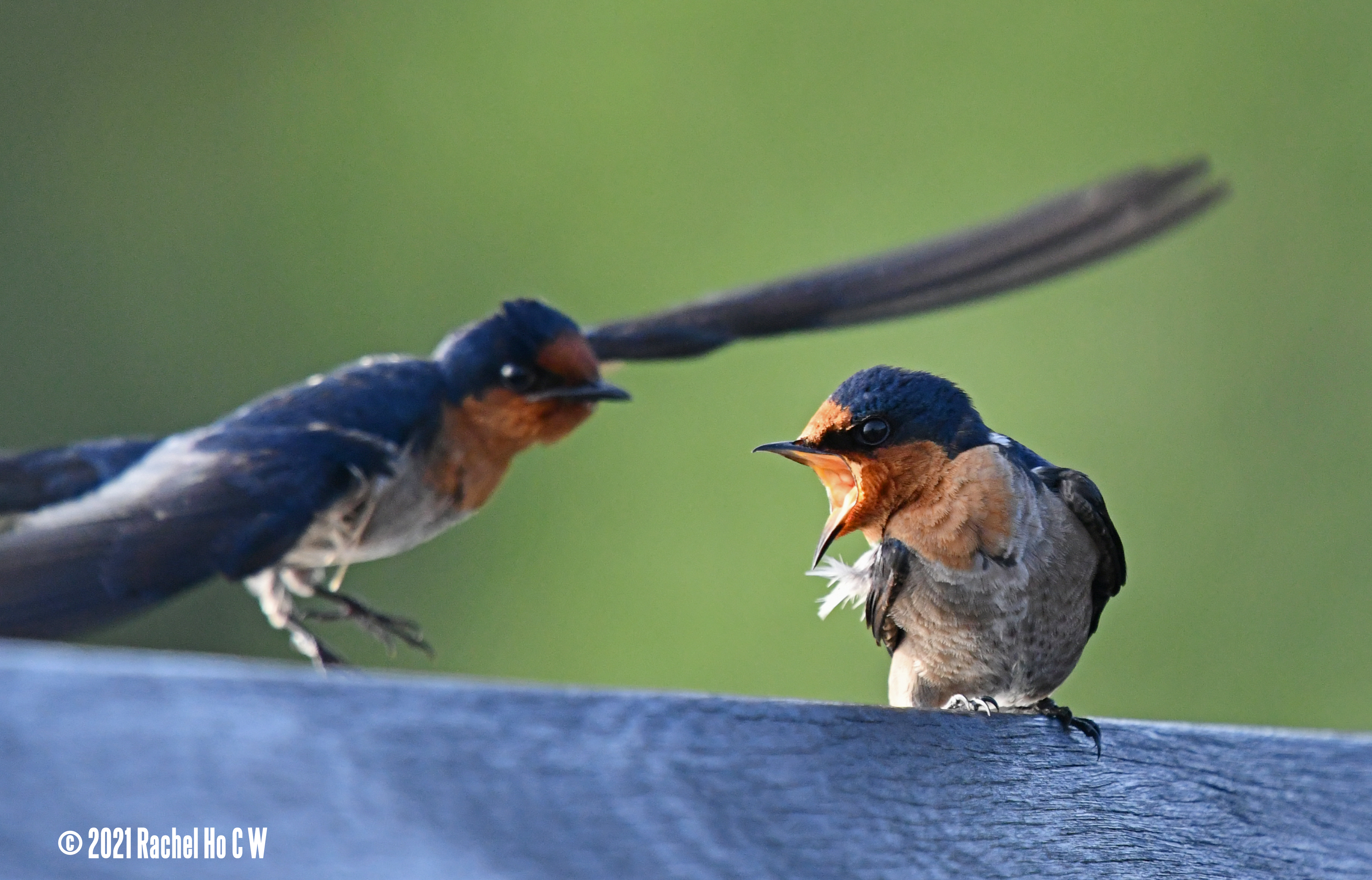 Image 2710 Two barn swallows quarrelled.