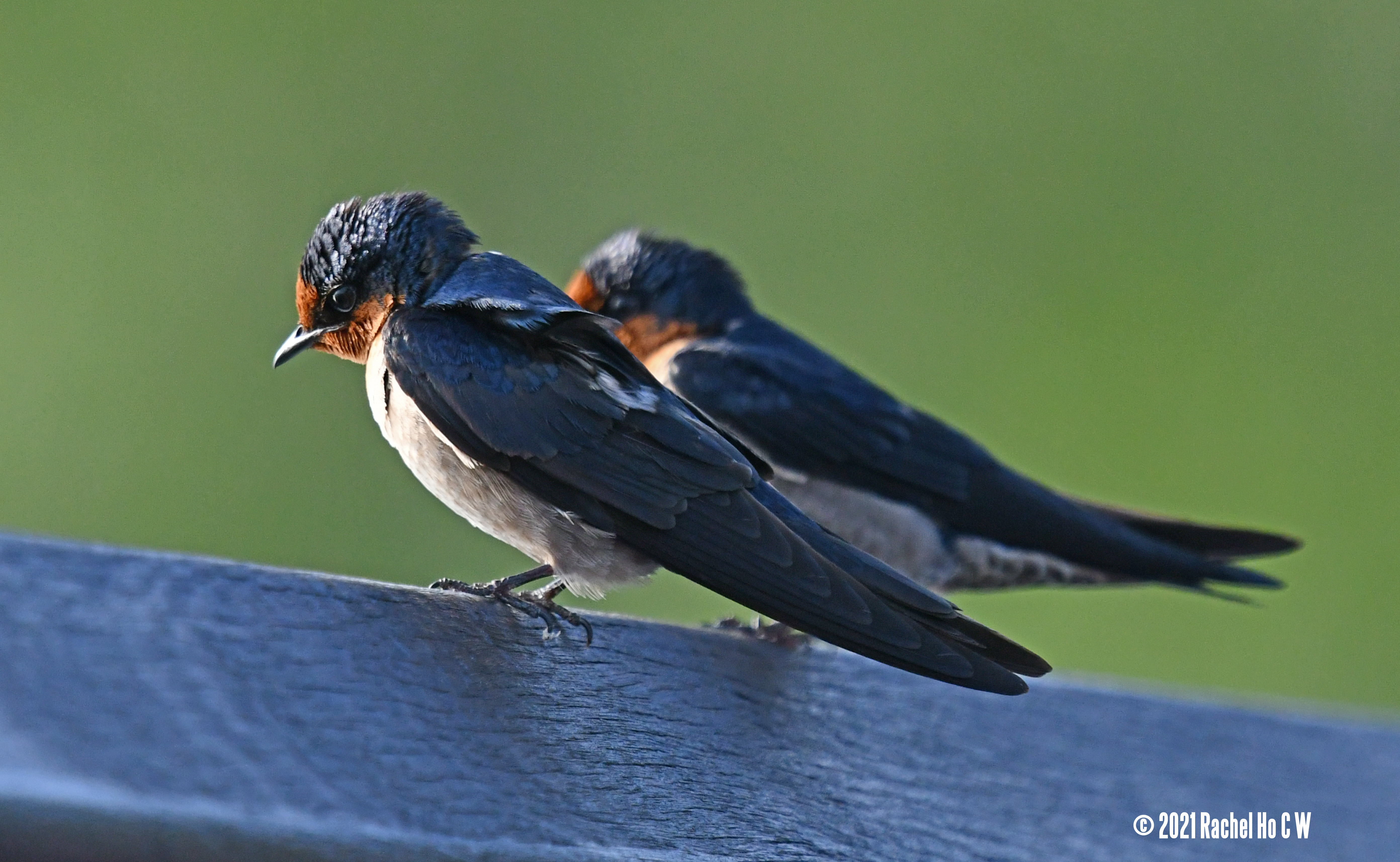 Image 2730 Two barn swallows ignoring each other.