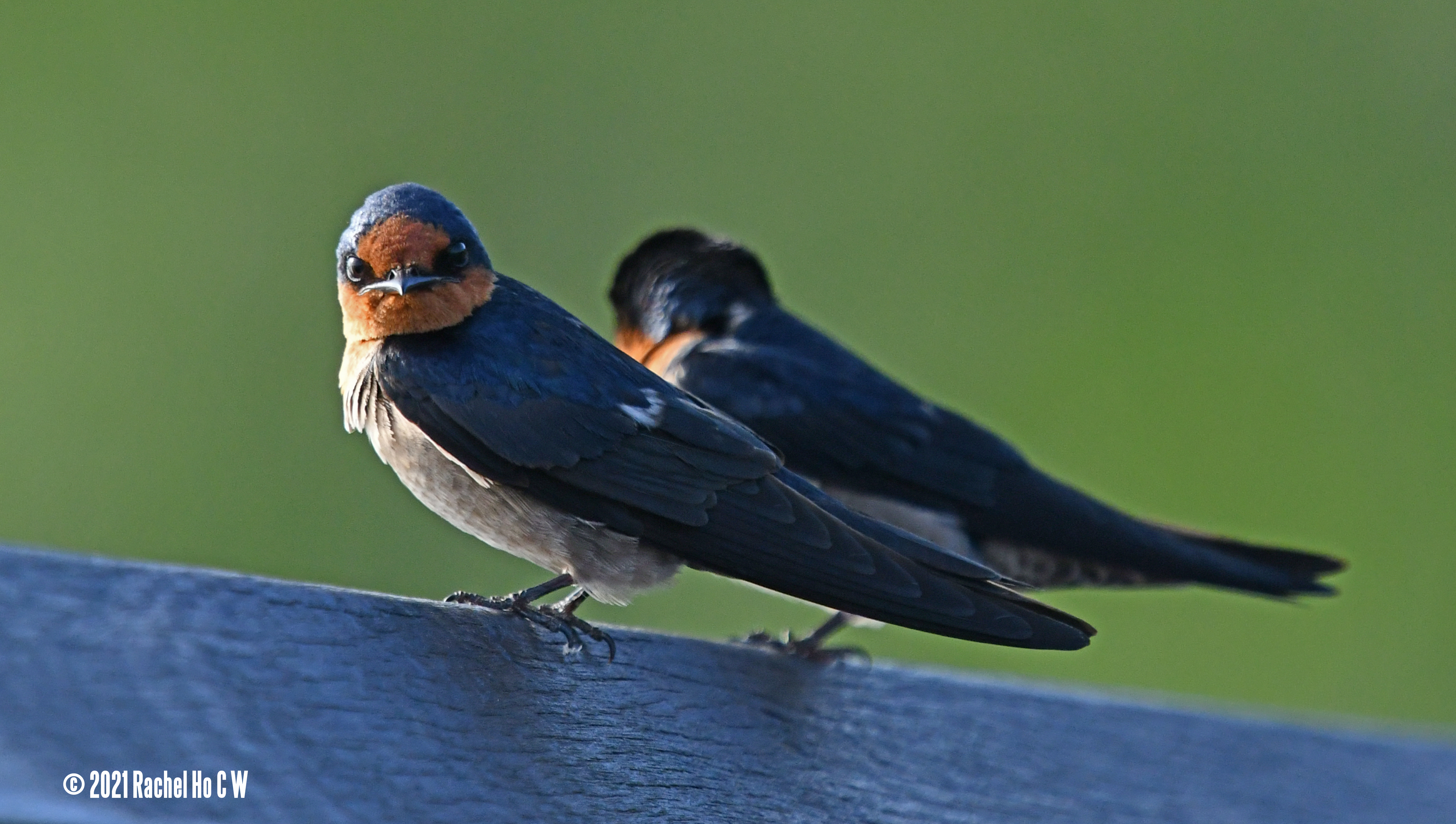 Image 2732 Barn swallow looking at me.