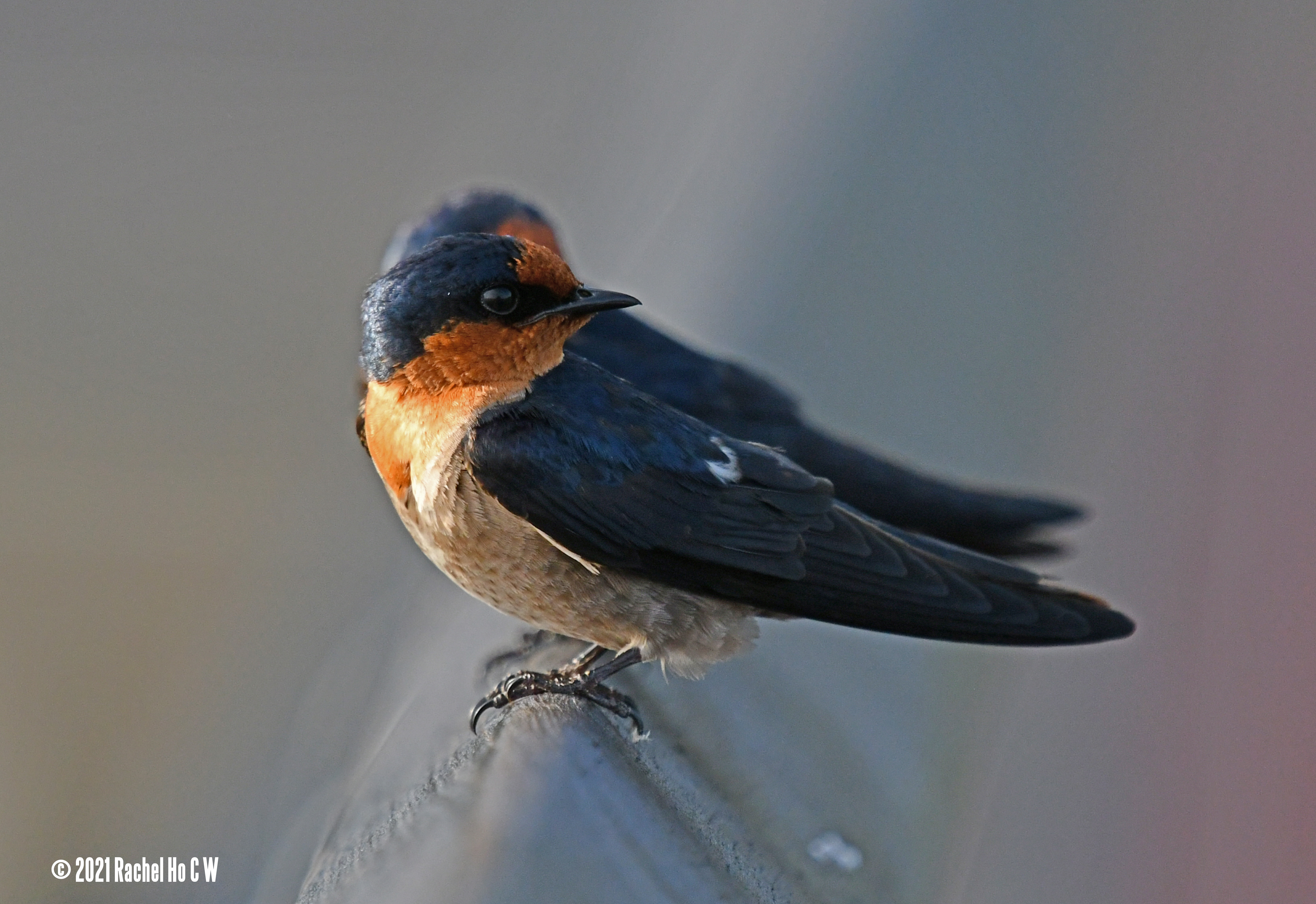 Image 2752 Two barn swallows still not talking to each other.