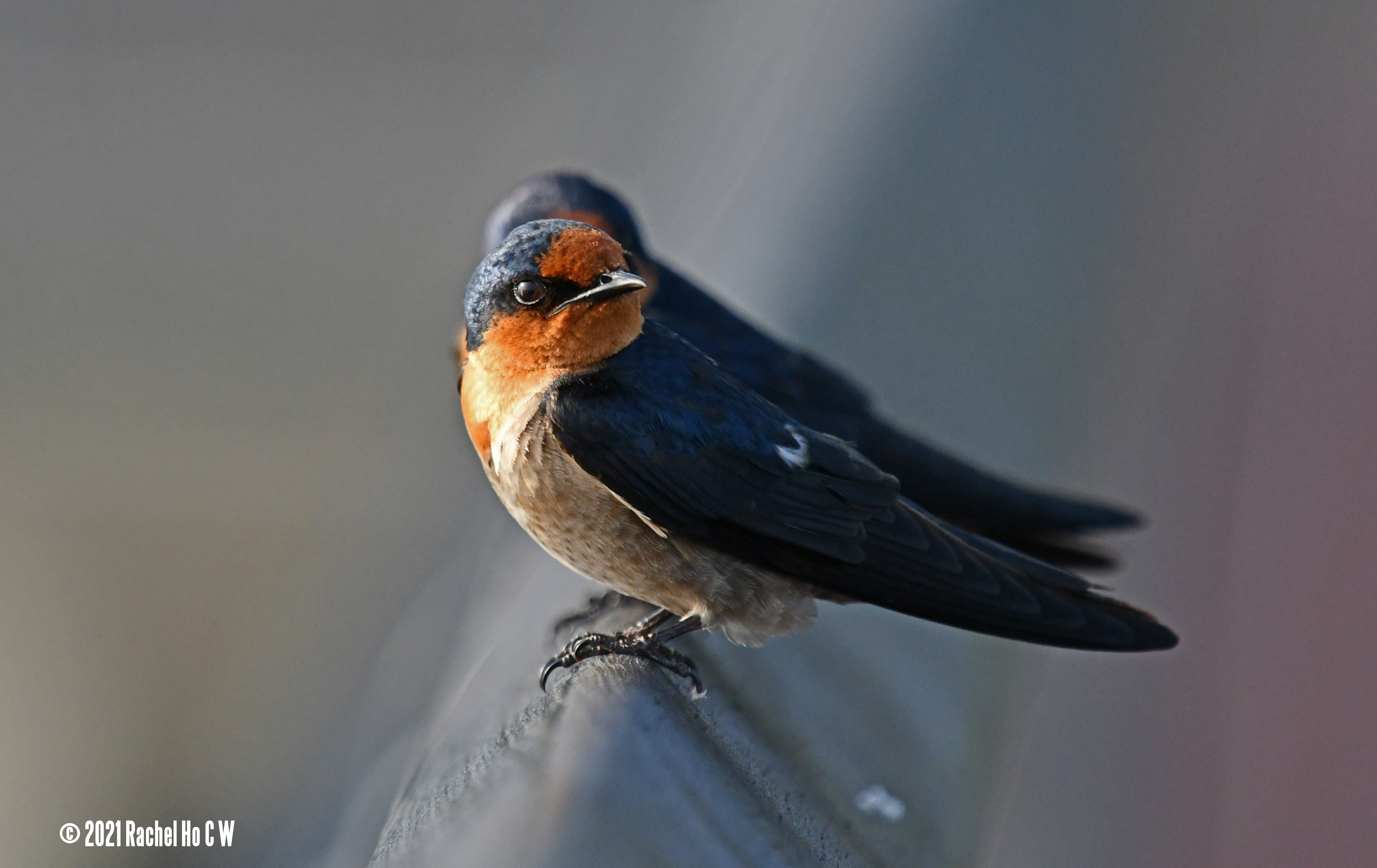 Image 2754 Two barn swallows.