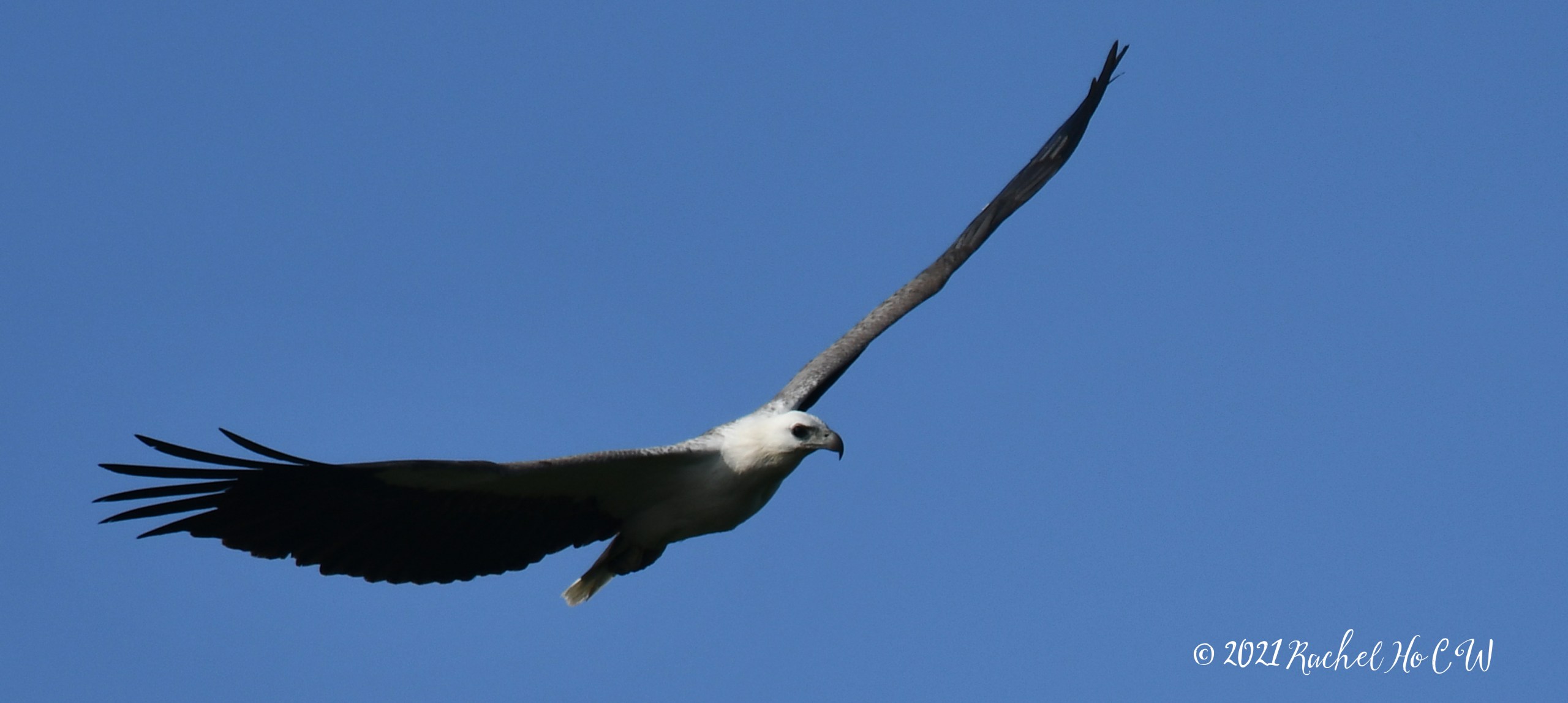 Image 2859 white-bellied sea eagle @ eagle point