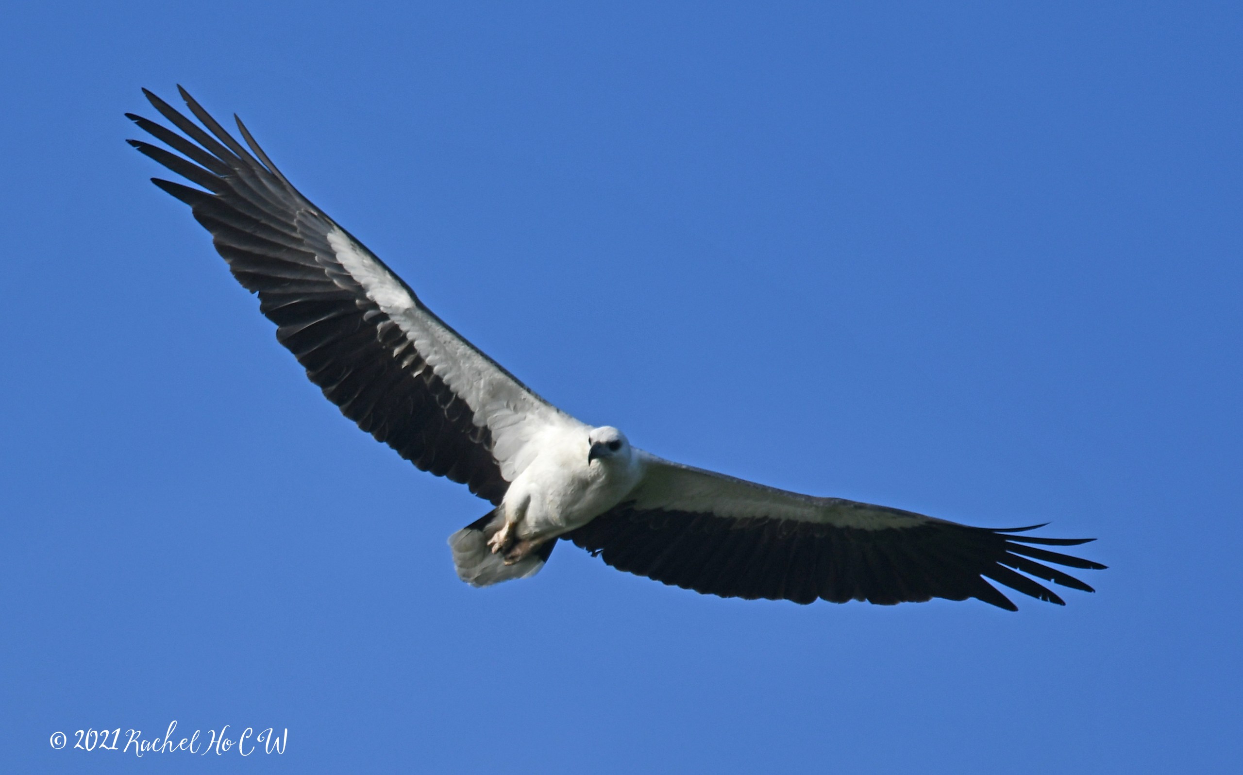 Image 2865 white-bellied sea eagle @ eagle point