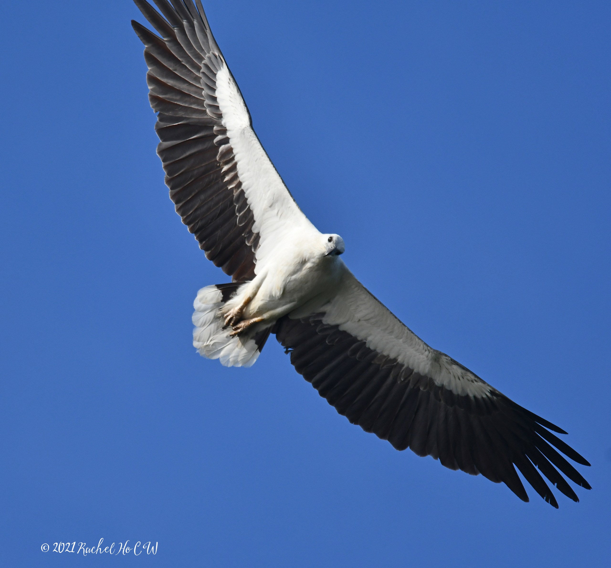 Image 2883 white-bellied sea eagle @ eagle point