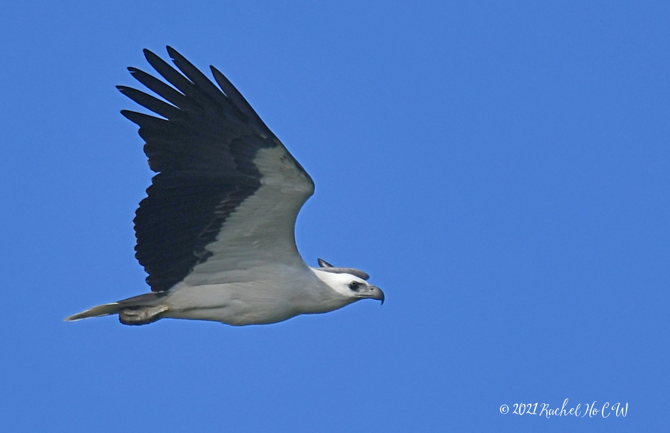 Image 2906 white-bellied sea eagle @ eagle point