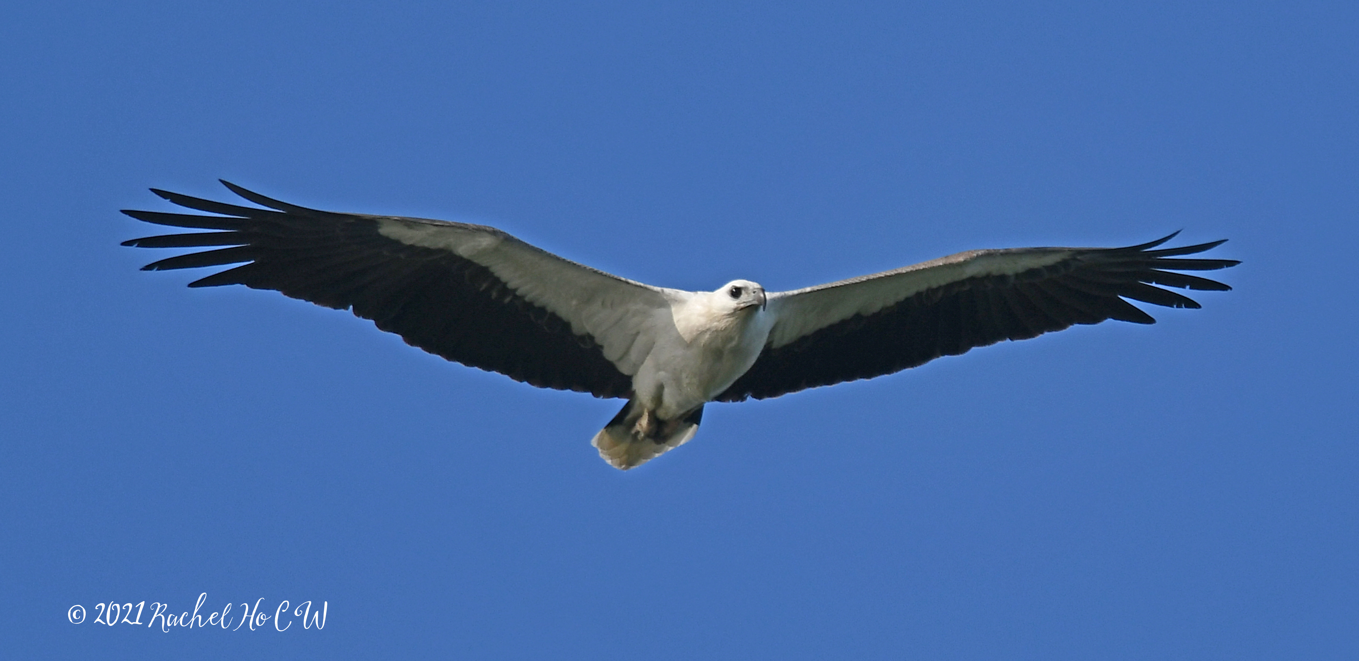 Image 2965* white bellied sea eagle @ eagle point