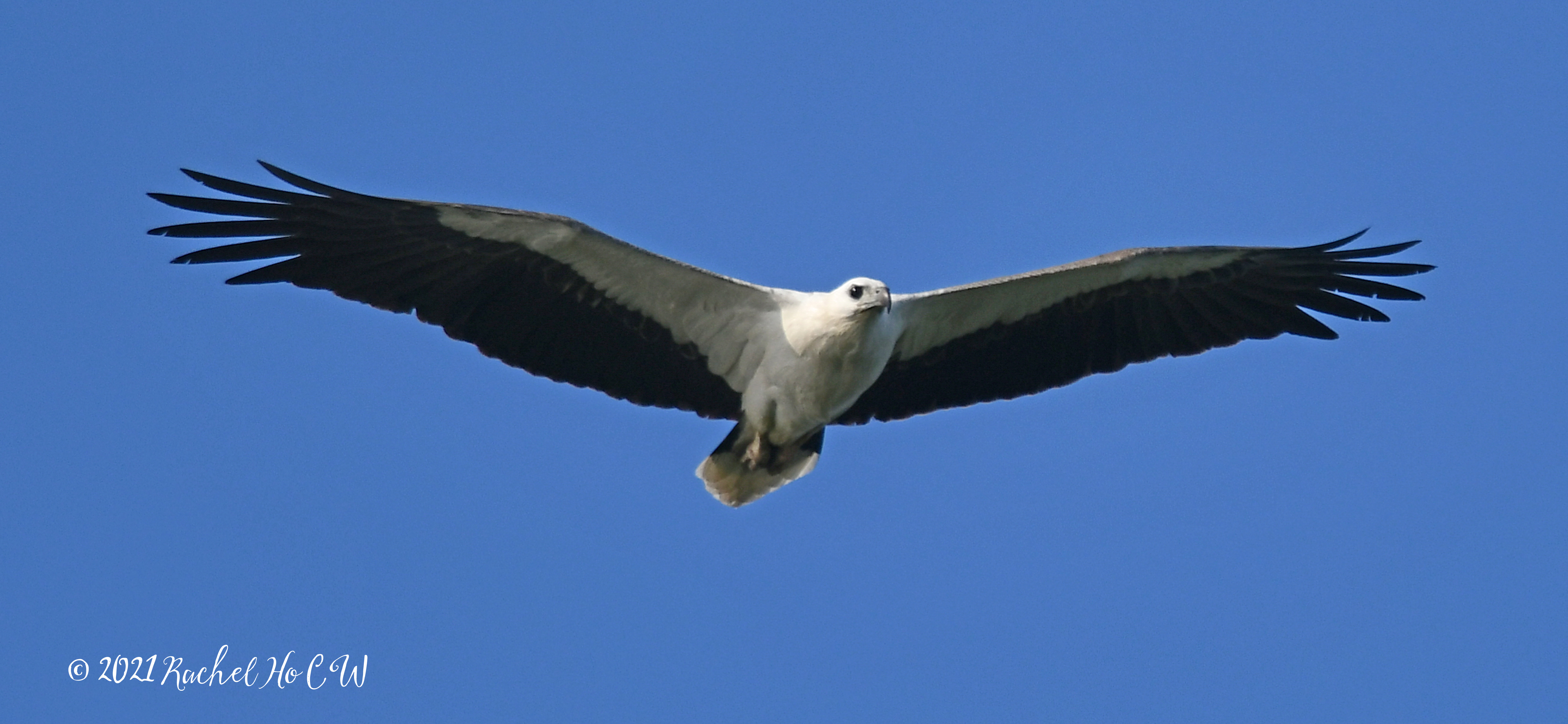 Image 2966 white bellied sea eagle @ eagle point