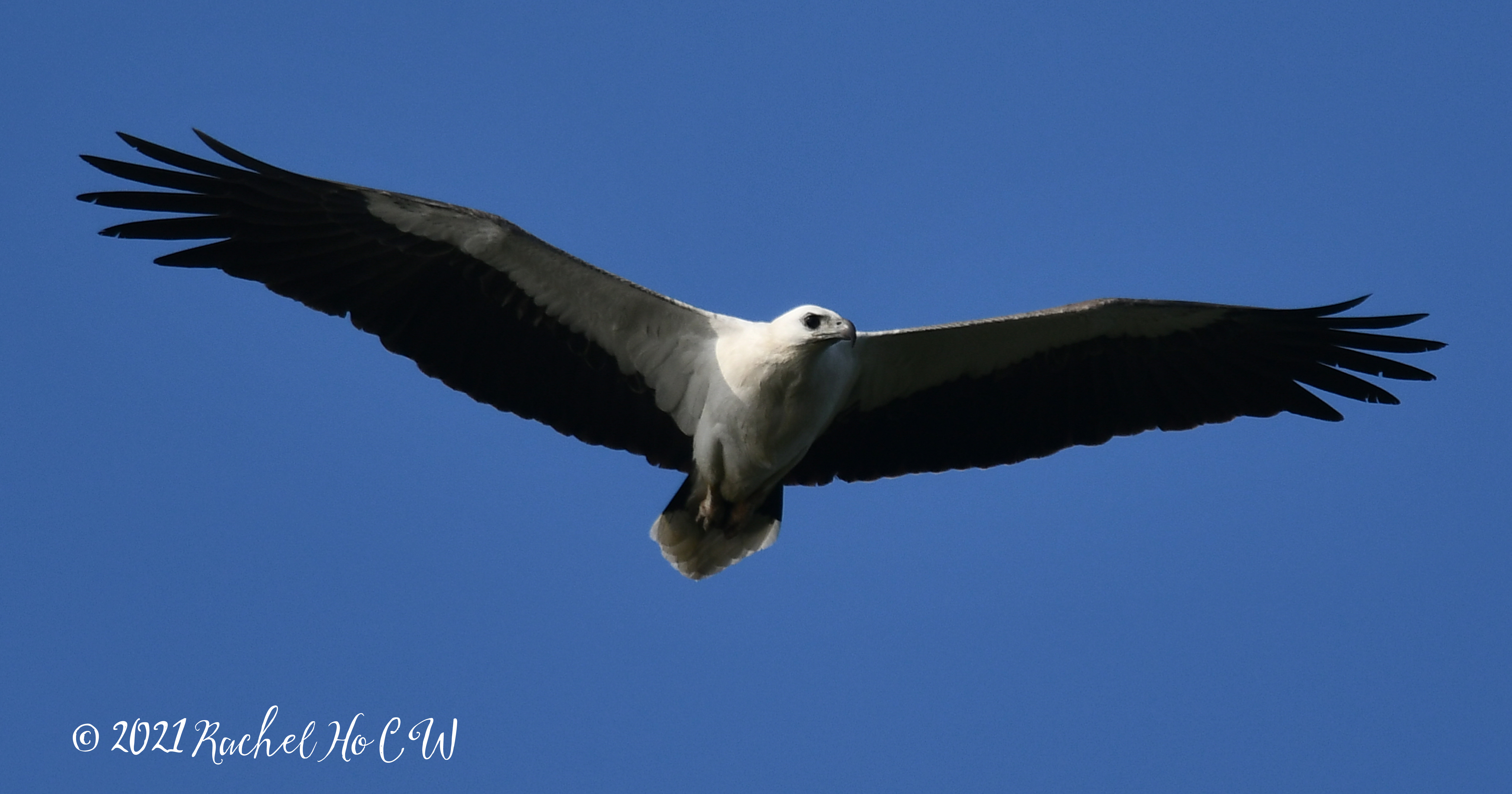 Image 2967a white bellied sea eagle (no edit)