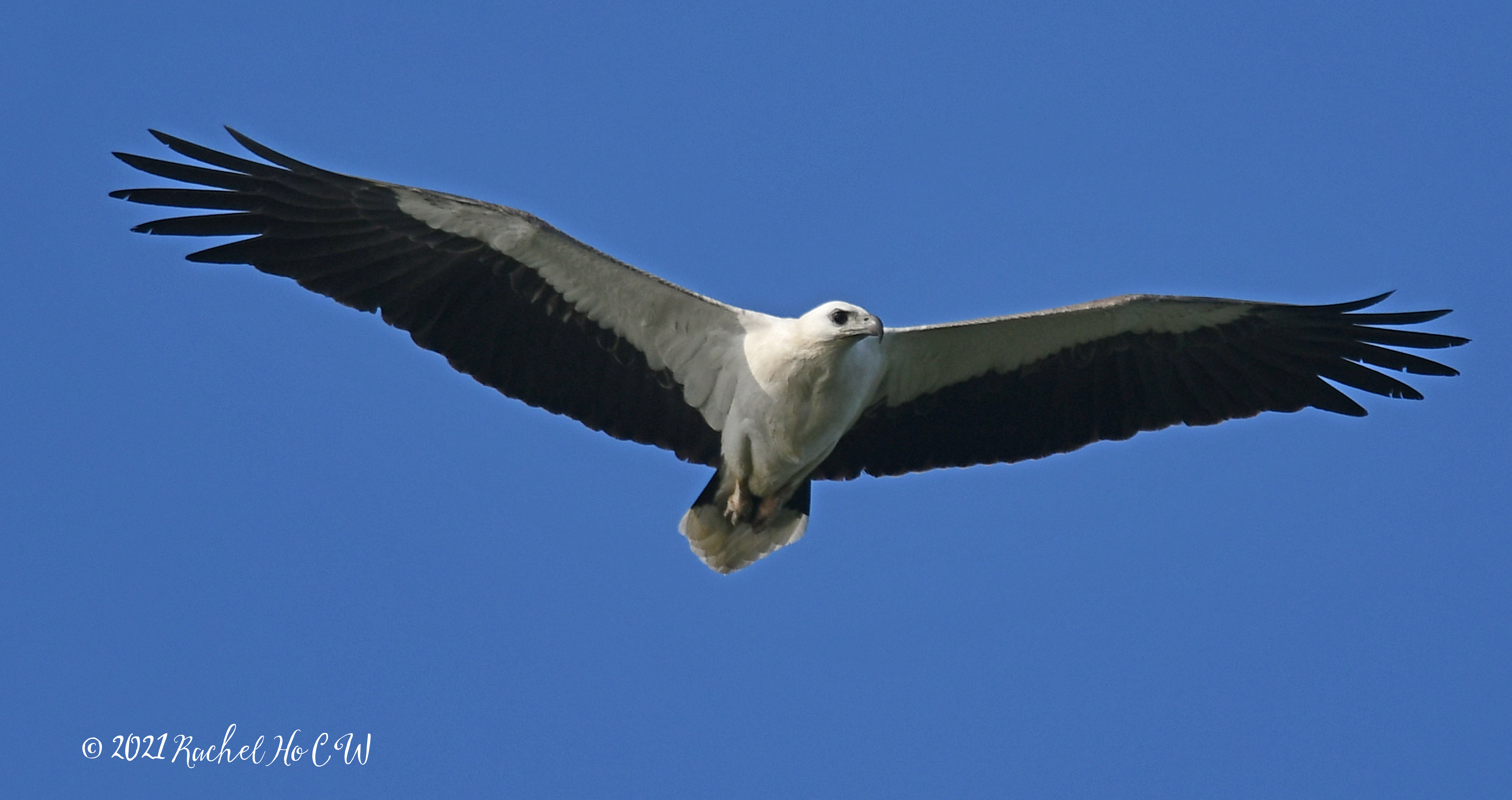 Image 2967b white bellied sea eagle (adjusted shadows)