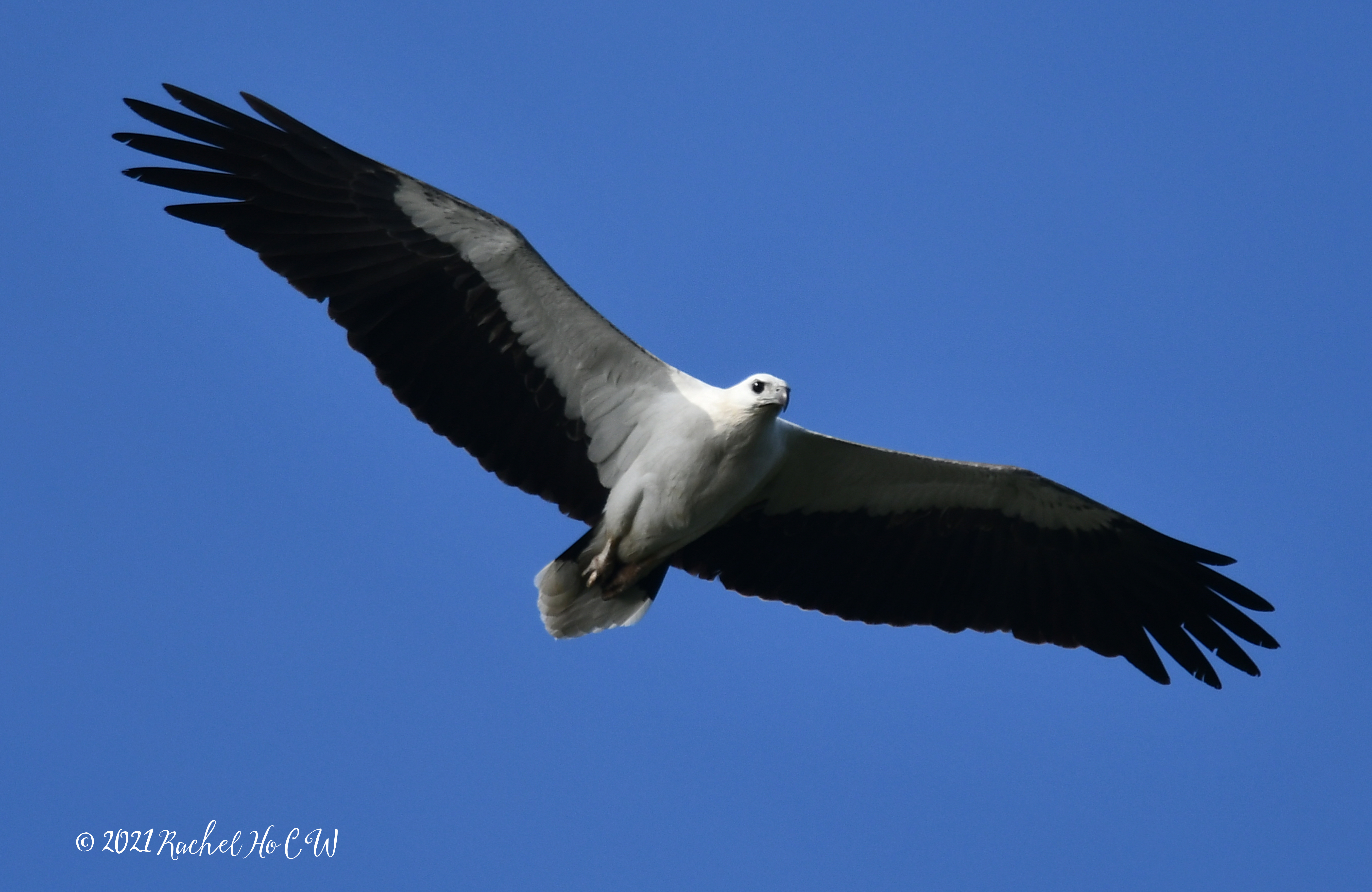 Image 2974 white bellied sea eagle @ eagle point