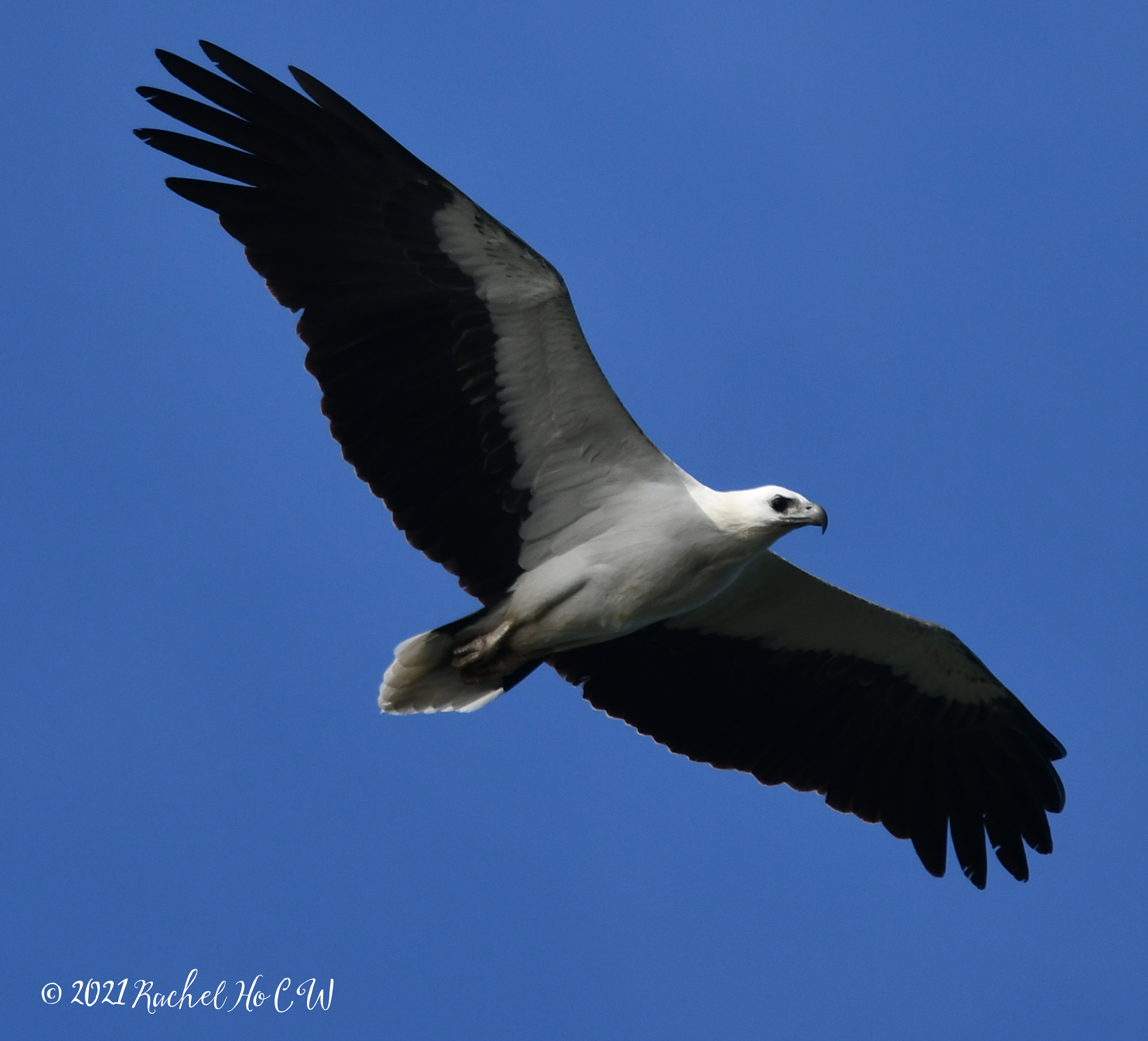 Image 2981* white bellied sea eagle @ eagle point