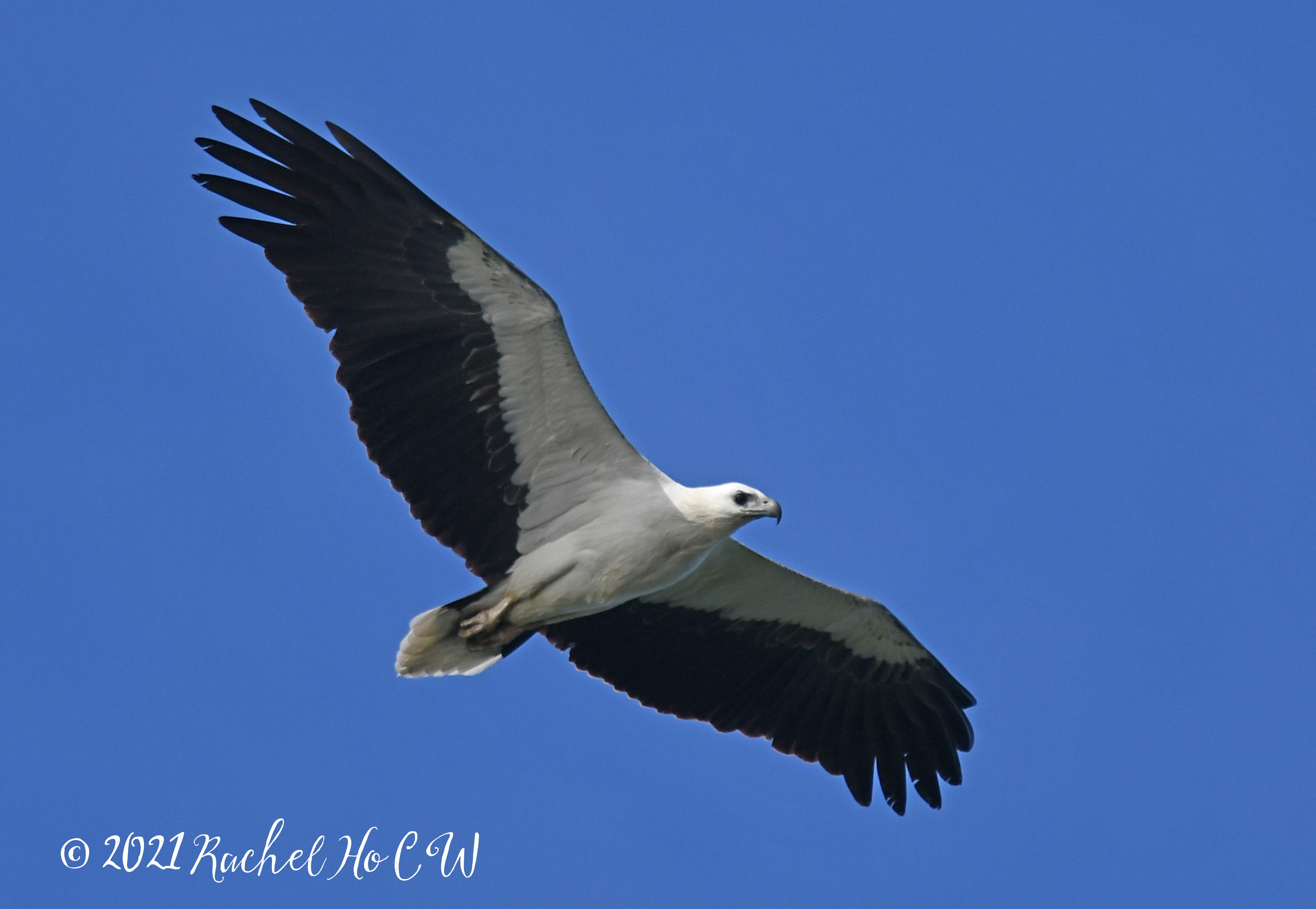 Image 2982 white bellied sea eagle @ eagle point