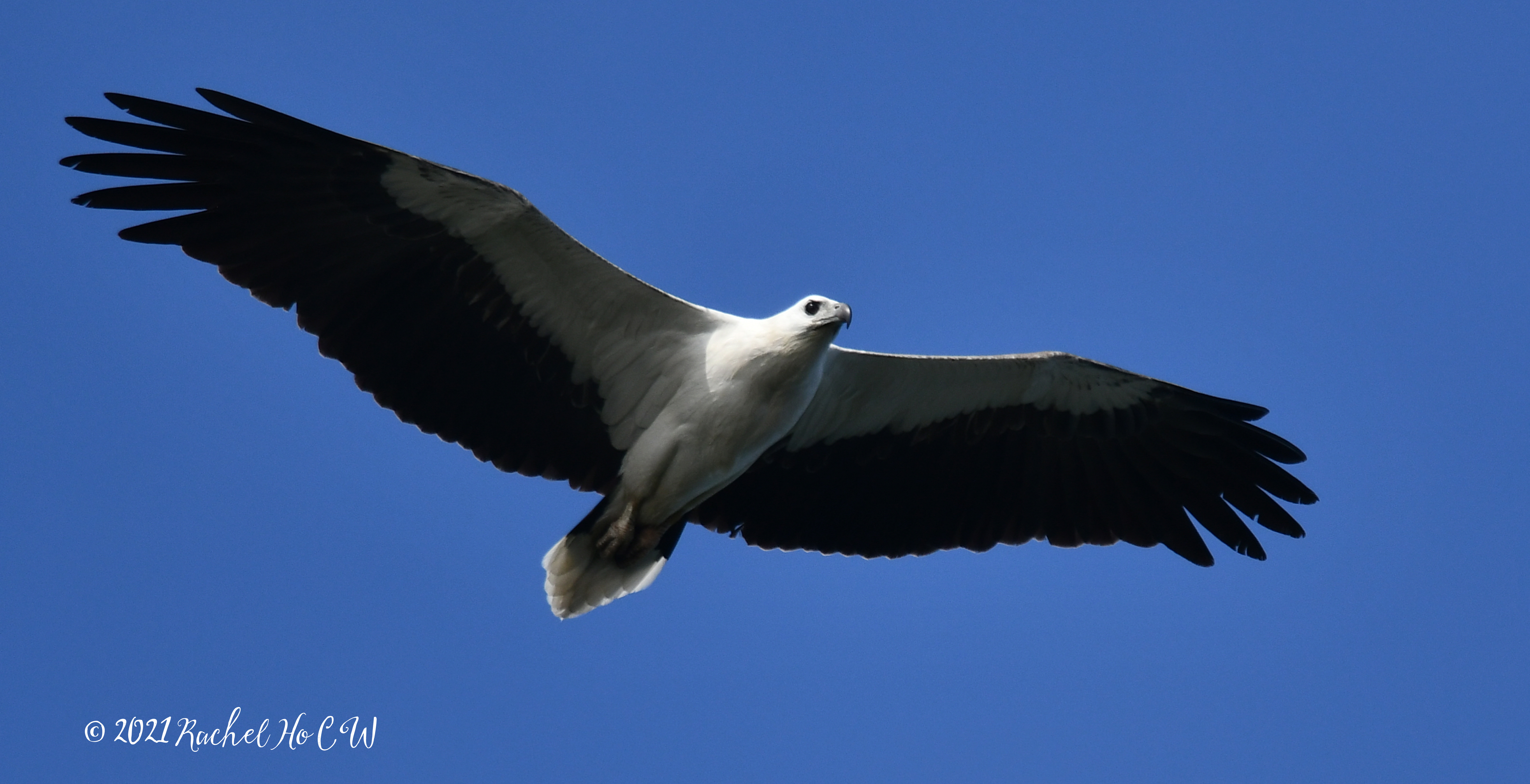 Image 2992 white bellied sea eagle @ eagle point