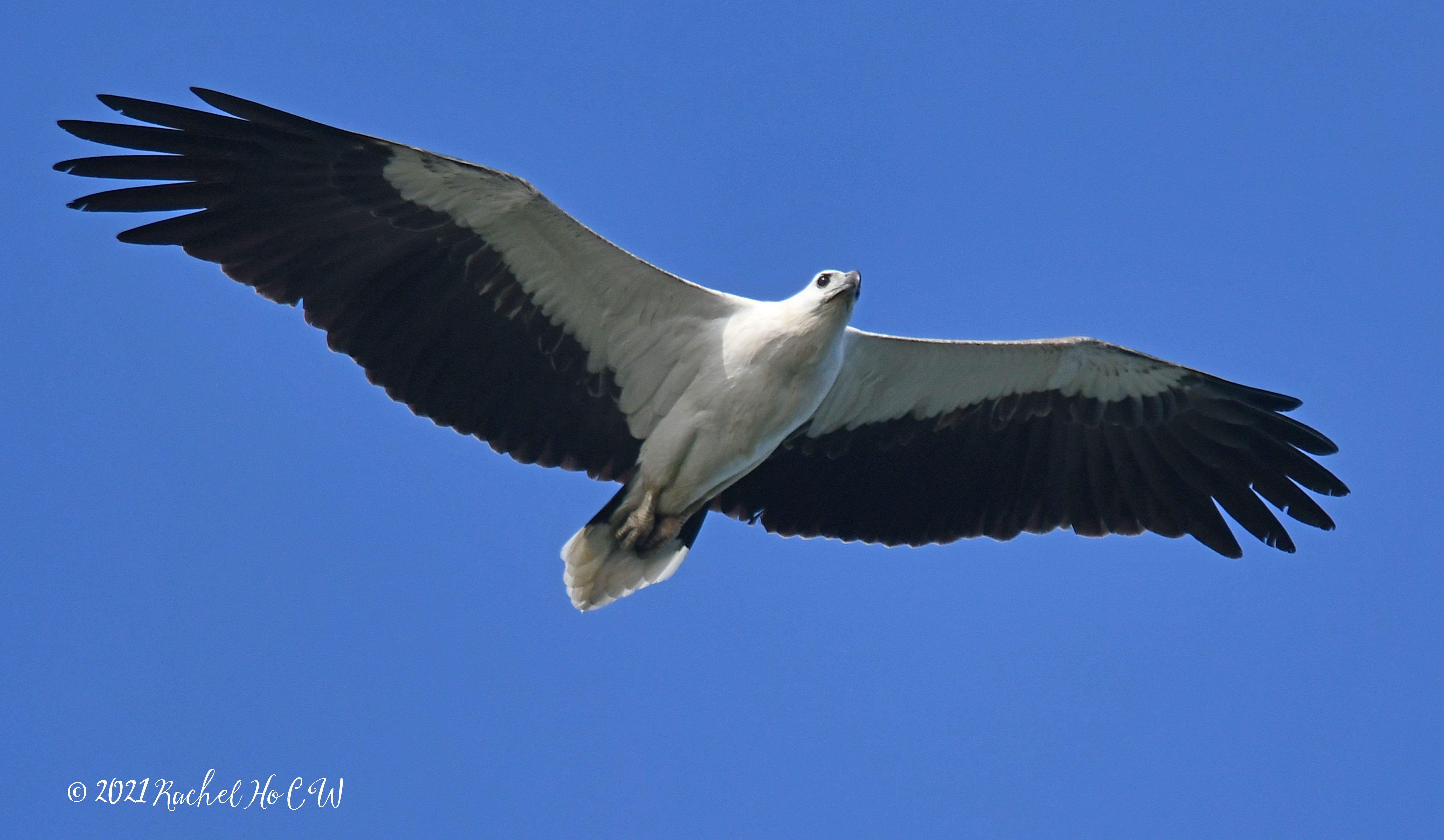Image 2993 white bellied sea eagle @ eagle point