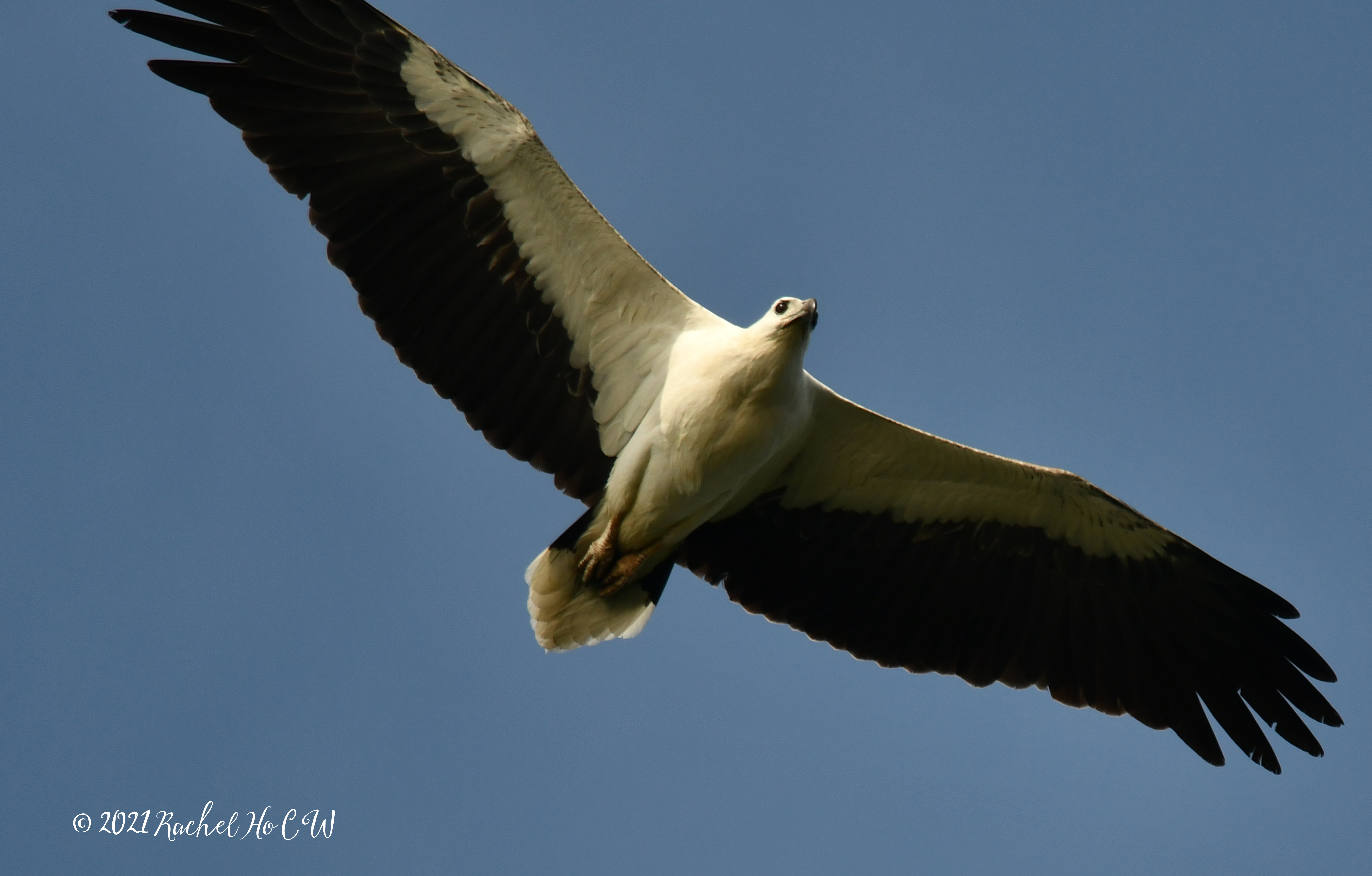 Image 2997 white bellied sea eagle (original exposure with no edits)