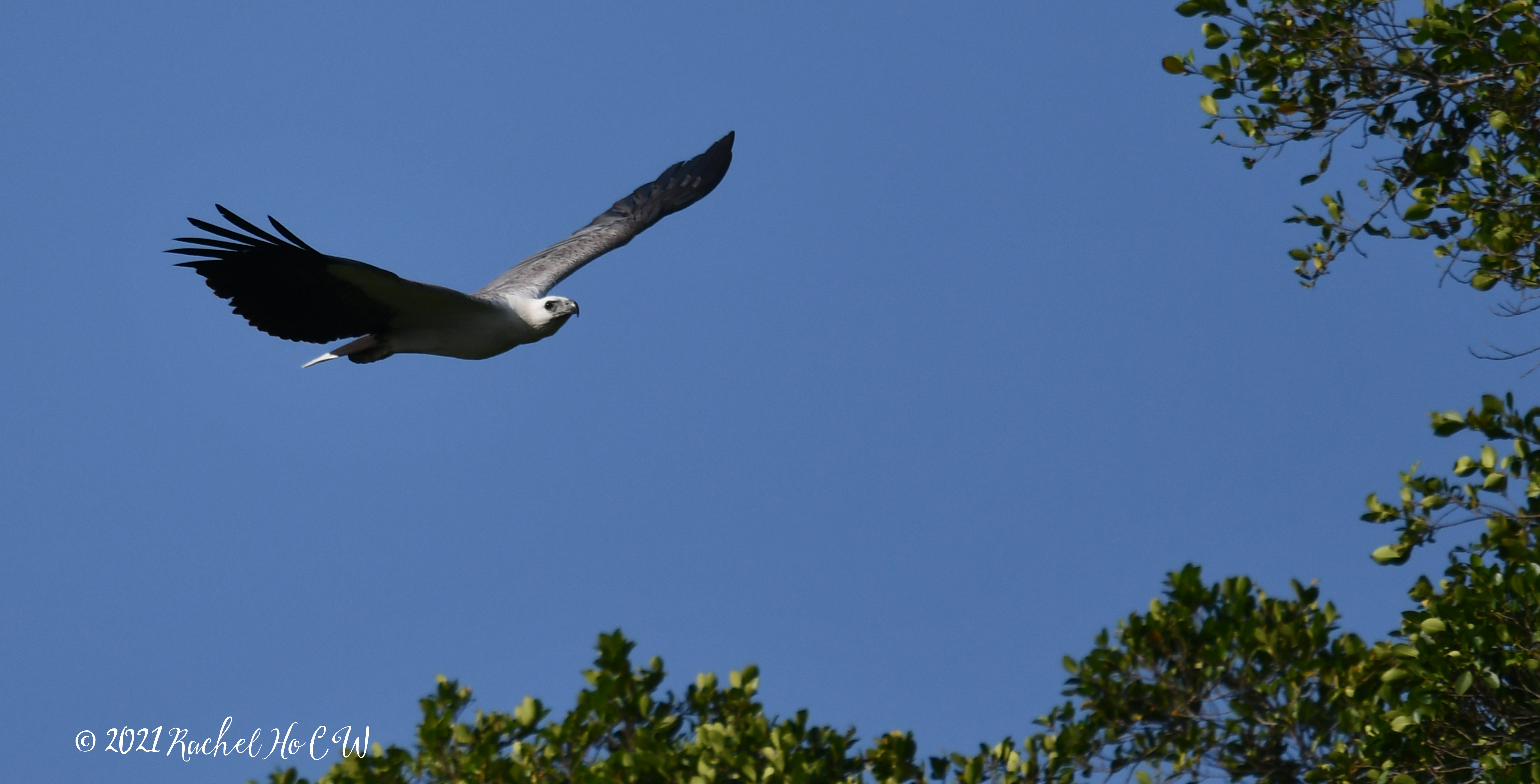 Image 3073 white bellied sea eagle