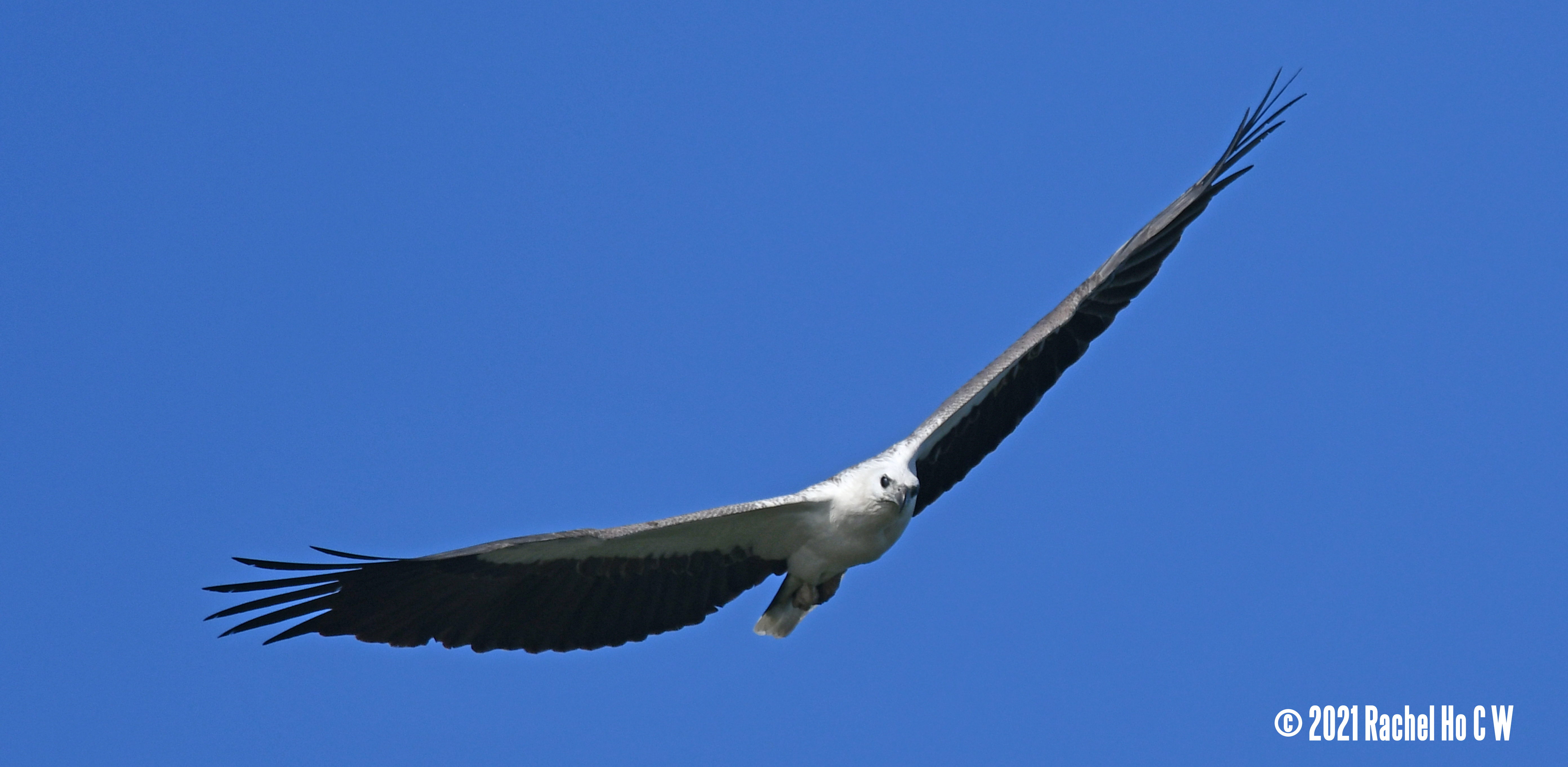 Image 3117 white bellied sea eagle