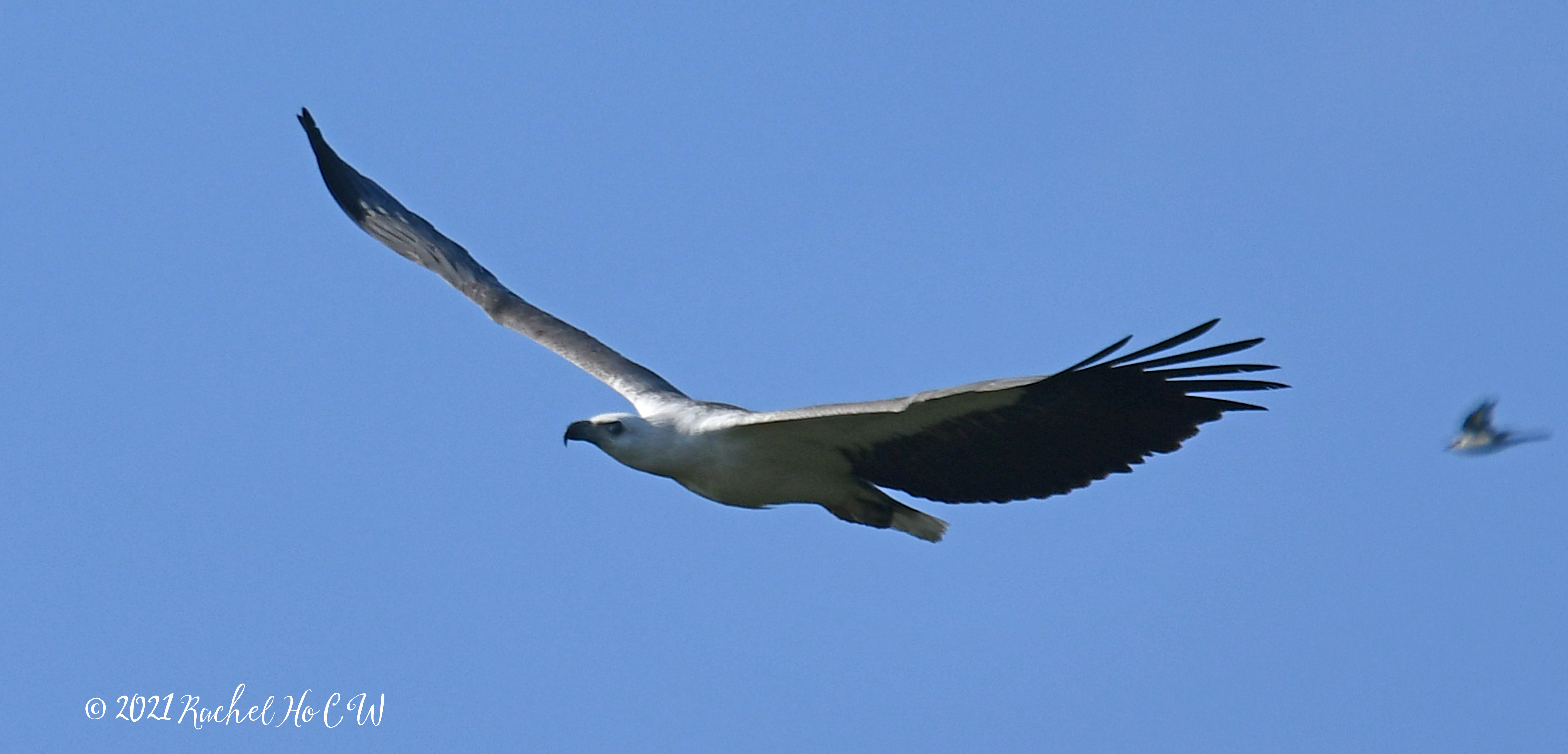 Image 3160 white bellied sea eagle