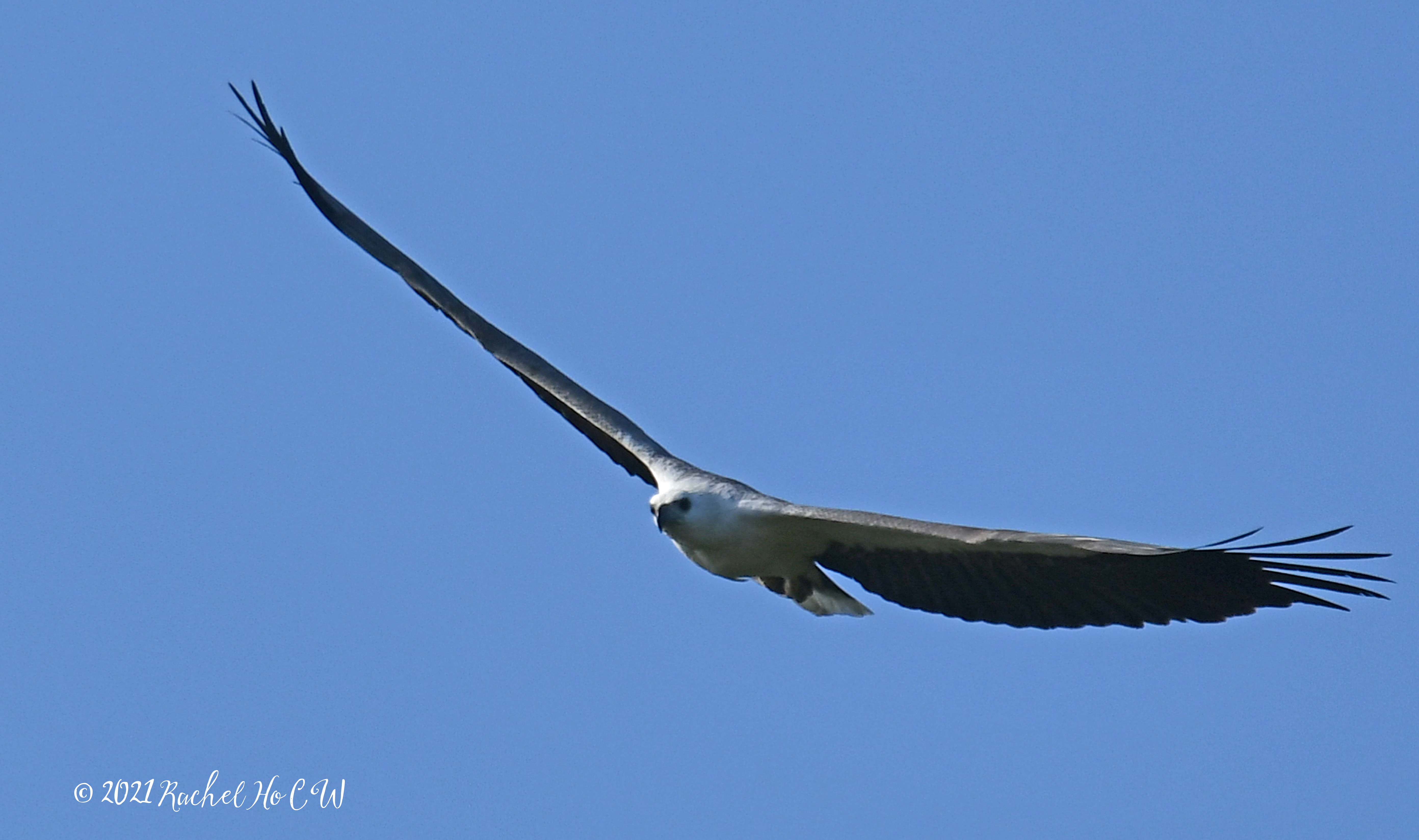 Image 3164 white bellied sea eagle