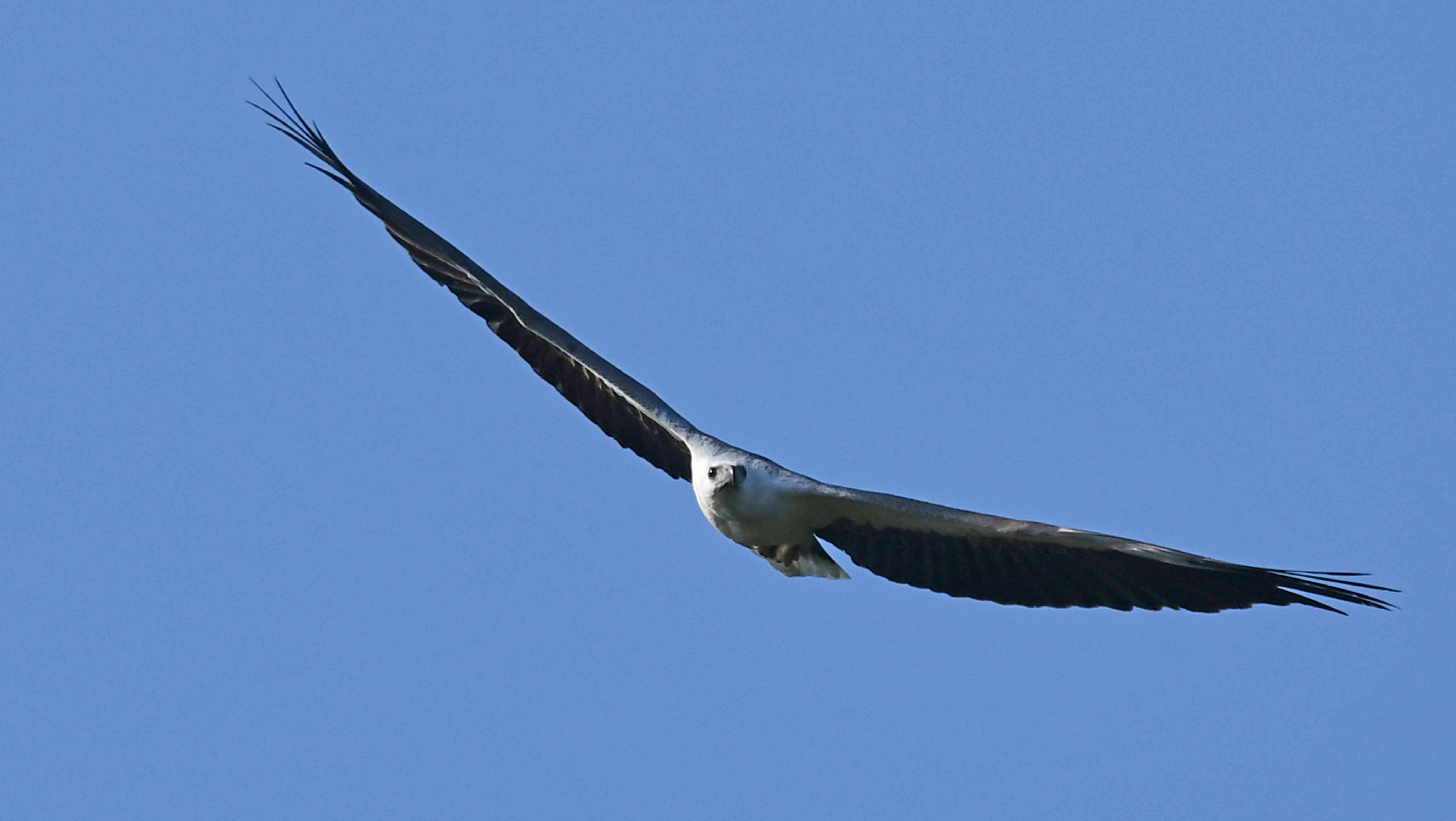 Image 3165 white bellied sea eagle