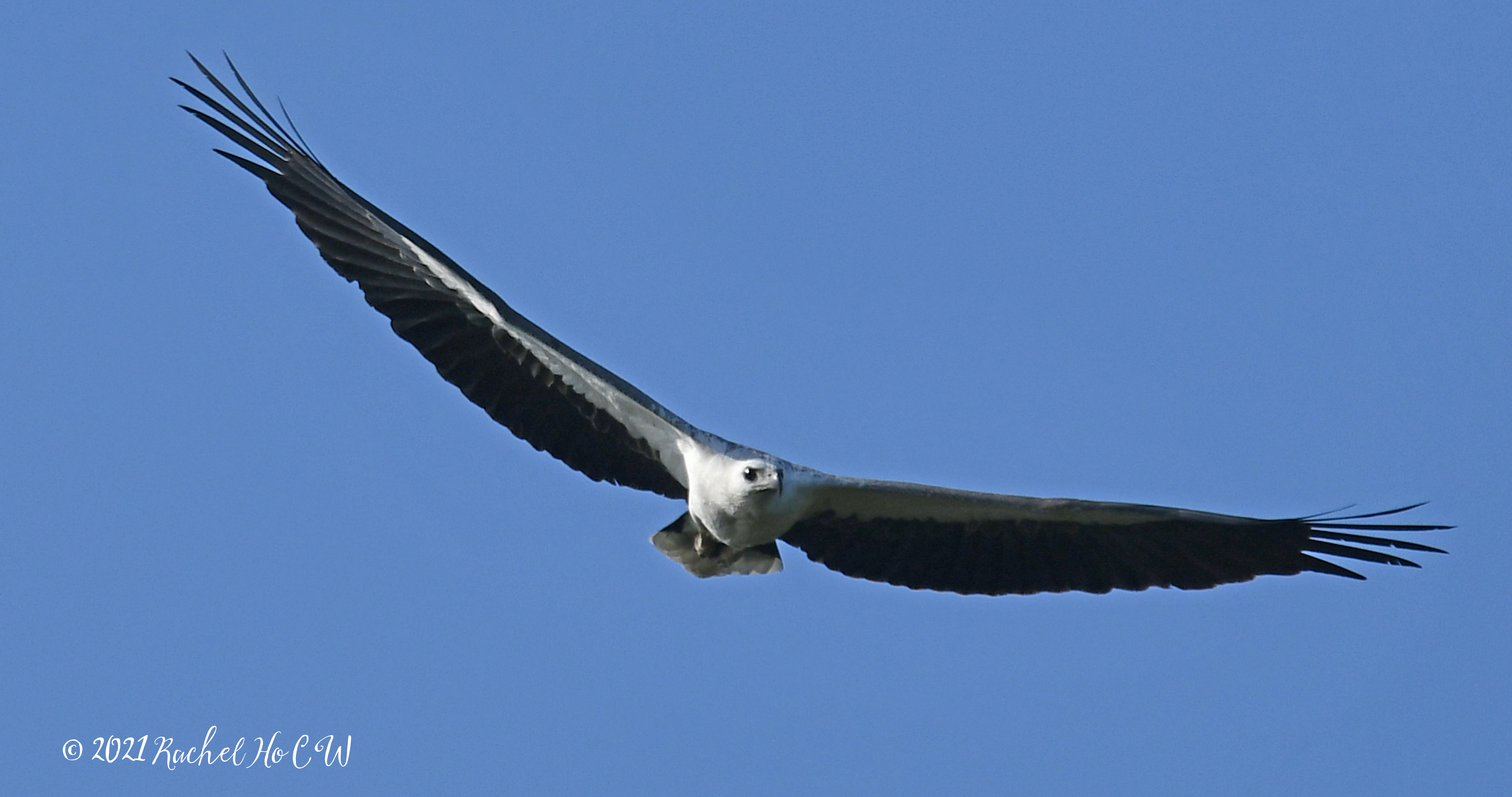 Image 3167 white bellied sea eagle