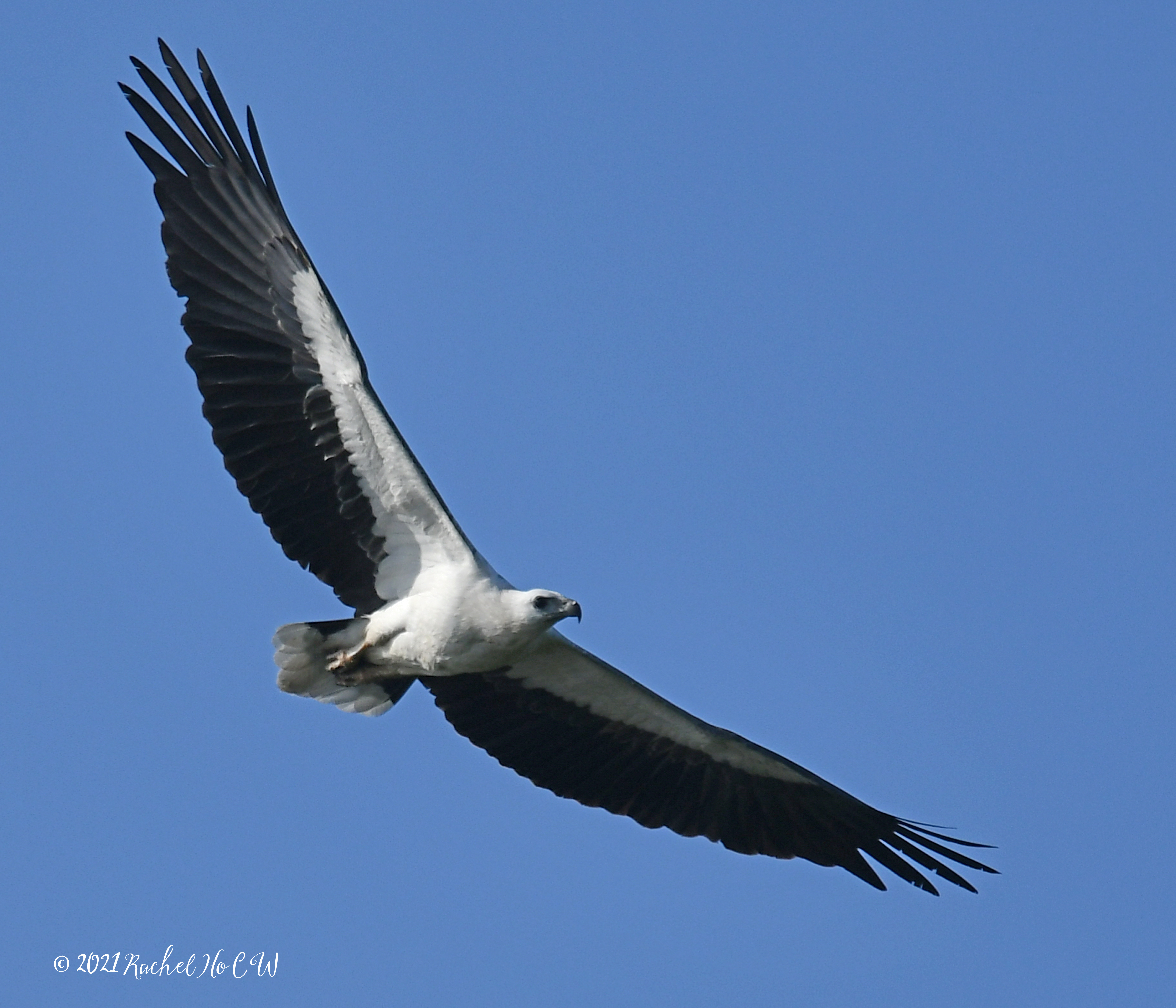 Image 3171 white bellied sea eagle