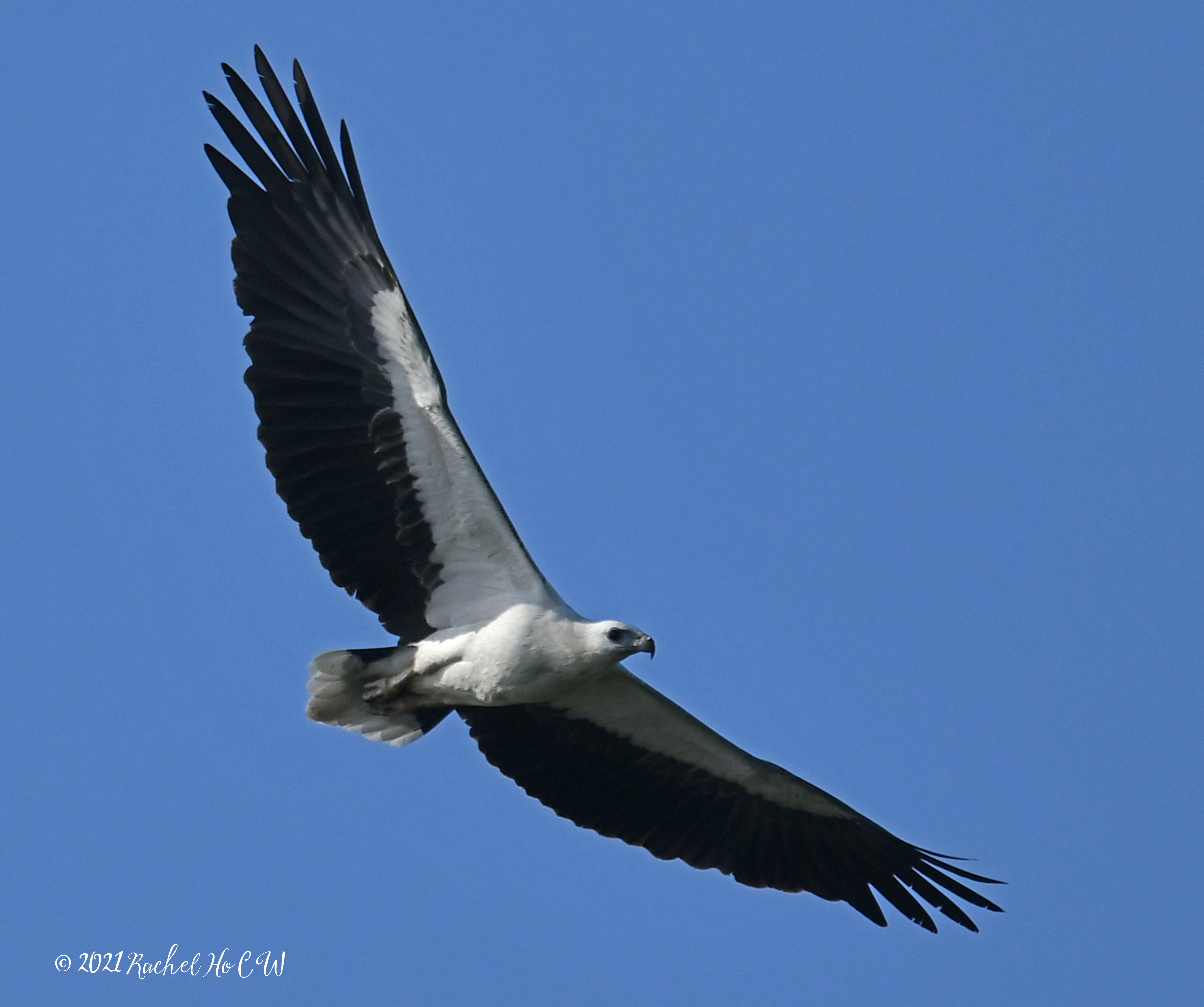 Image 3172 white bellied sea eagle