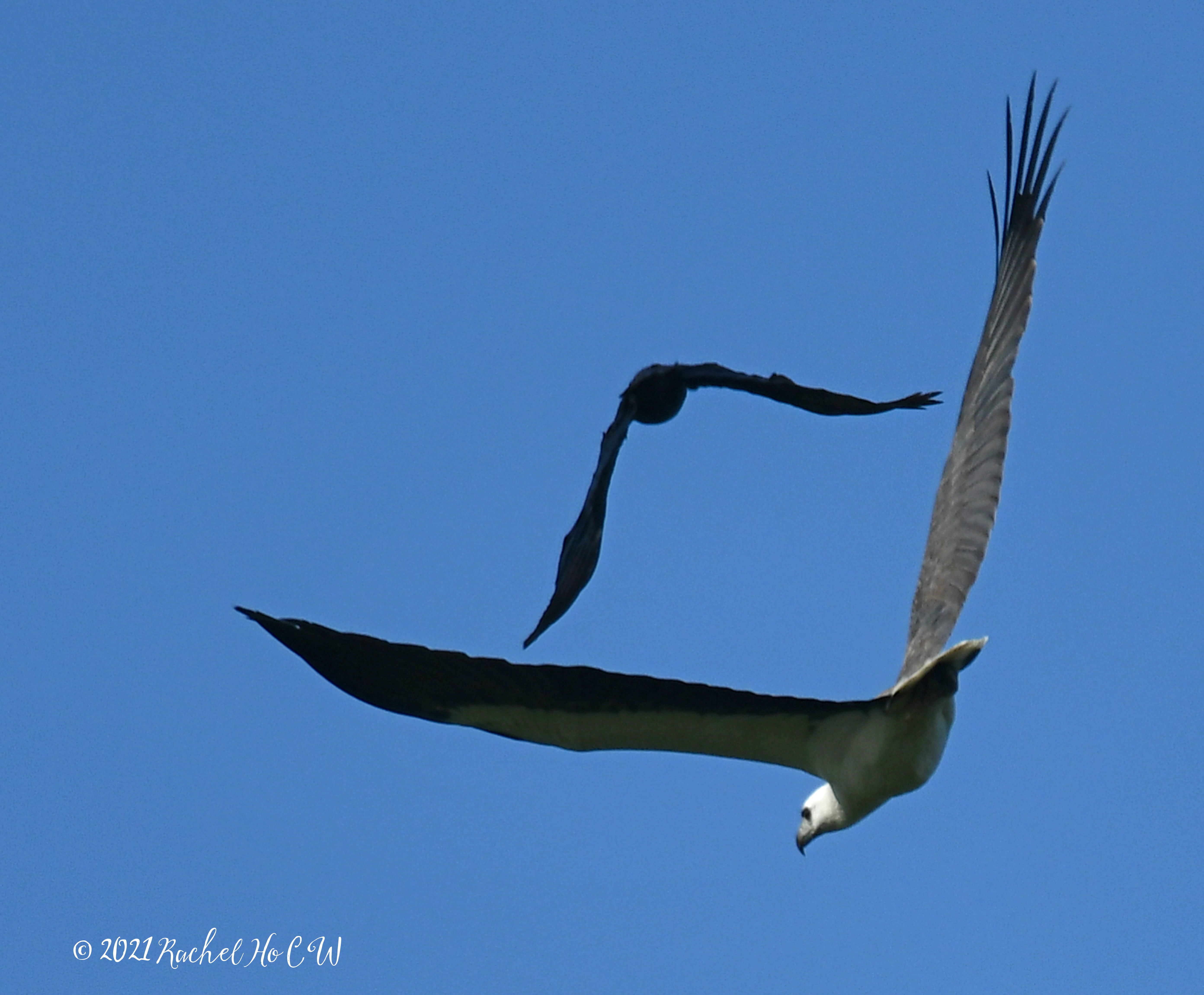 Image 3218 white-bellied sea eagle