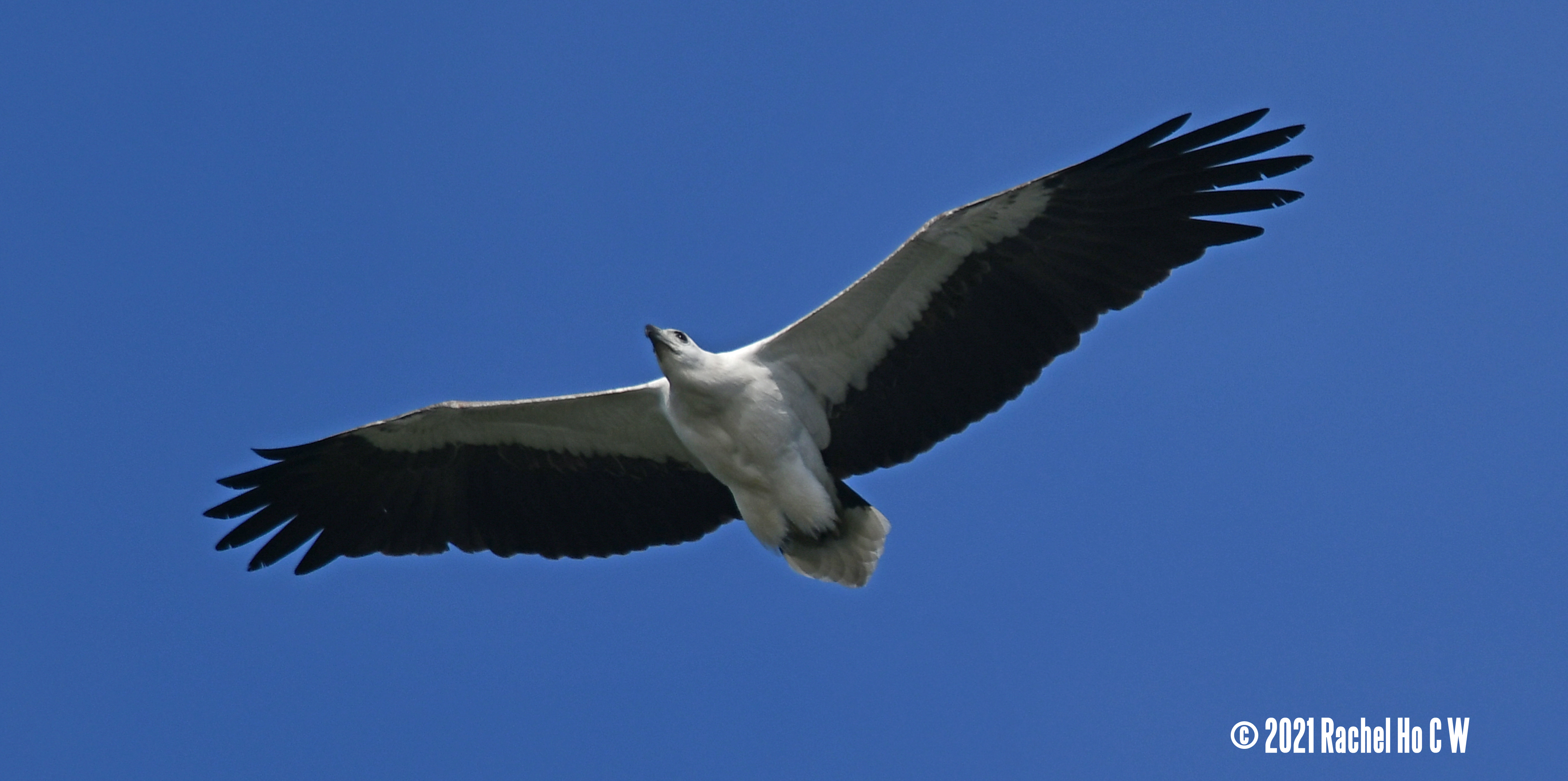 Image 3489 white-bellied sea eagle