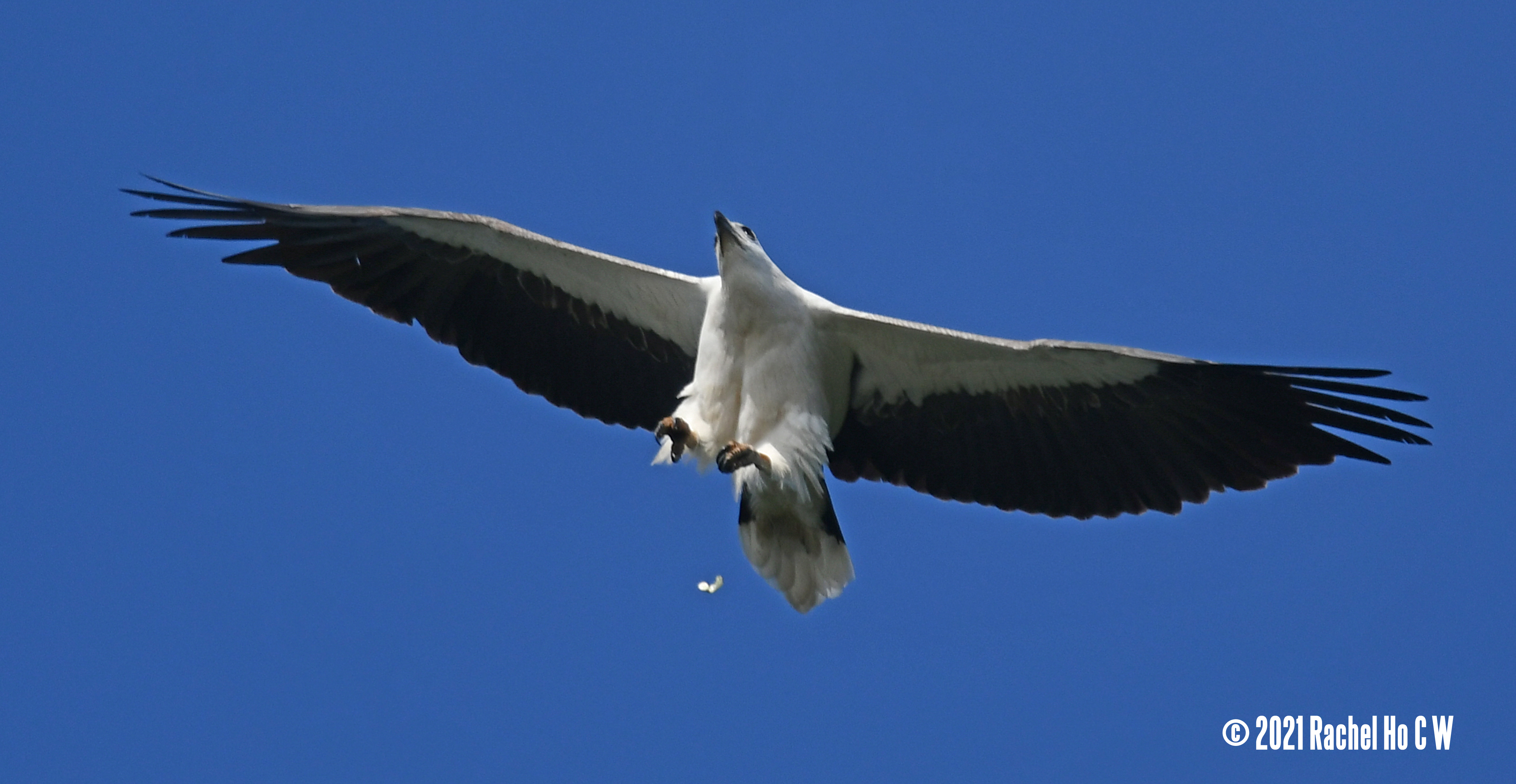 Image 3498 white-bellied sea eagle