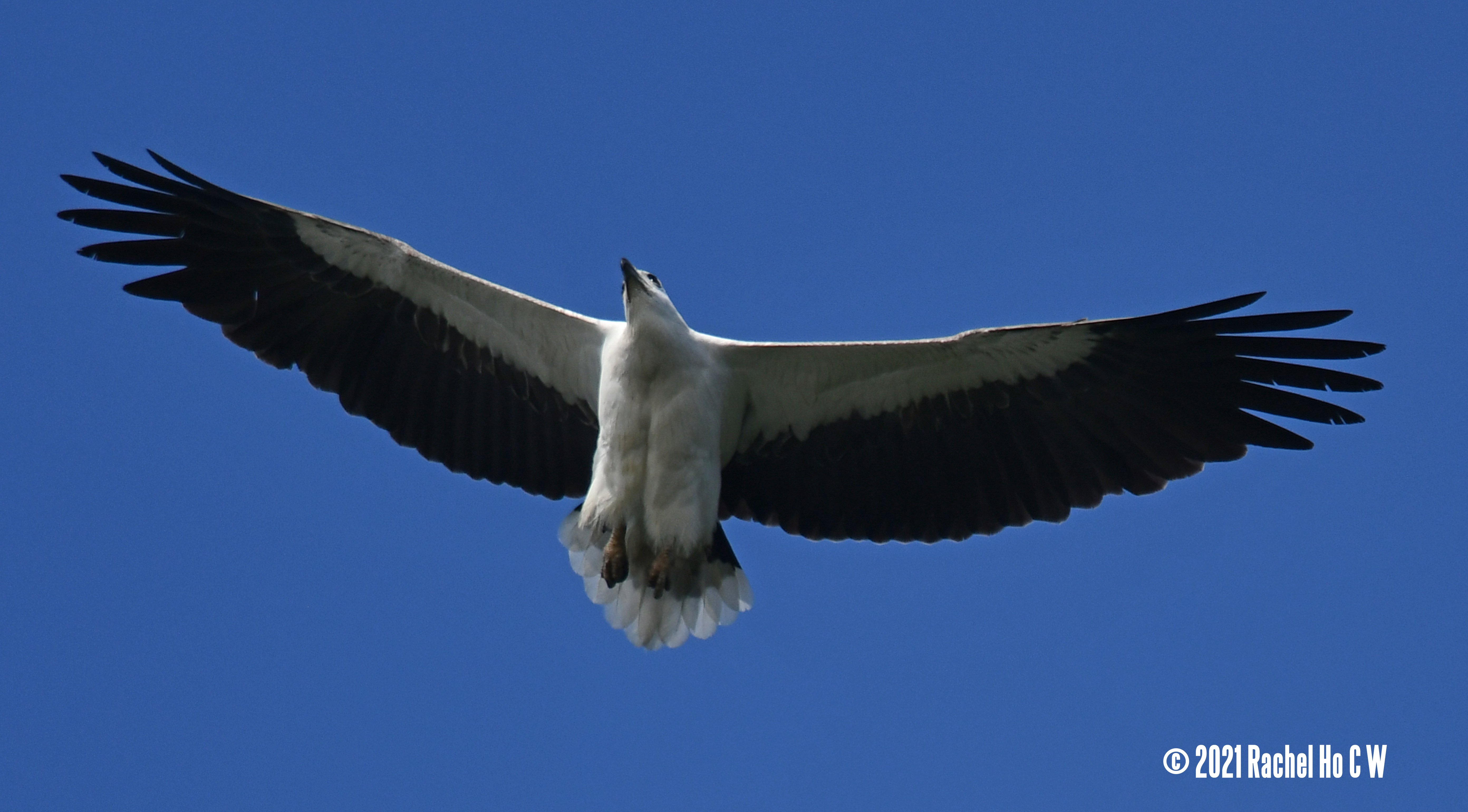 Image 3502 white-bellied sea eagle