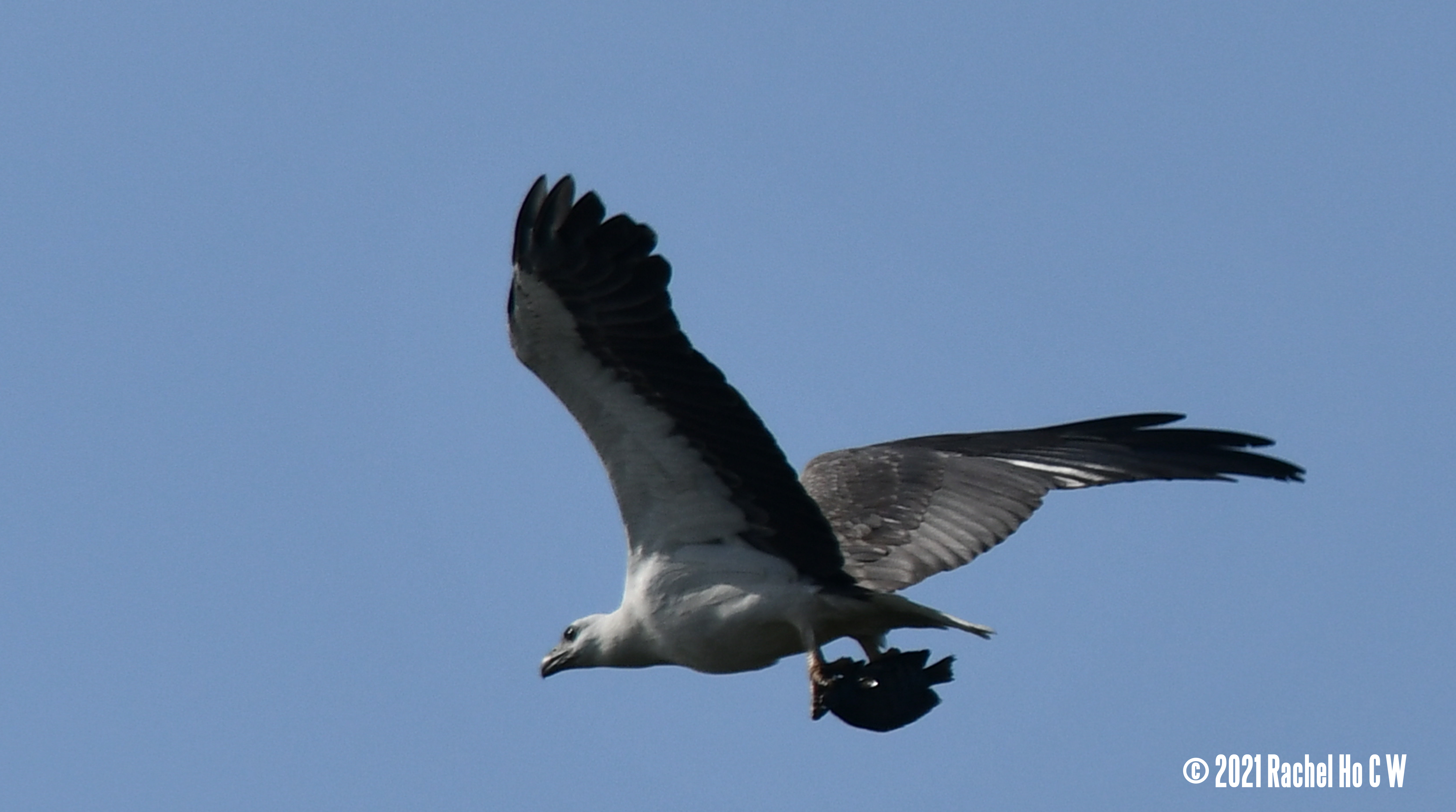 Image 3585 white-bellied sea eagle bringing a fish back