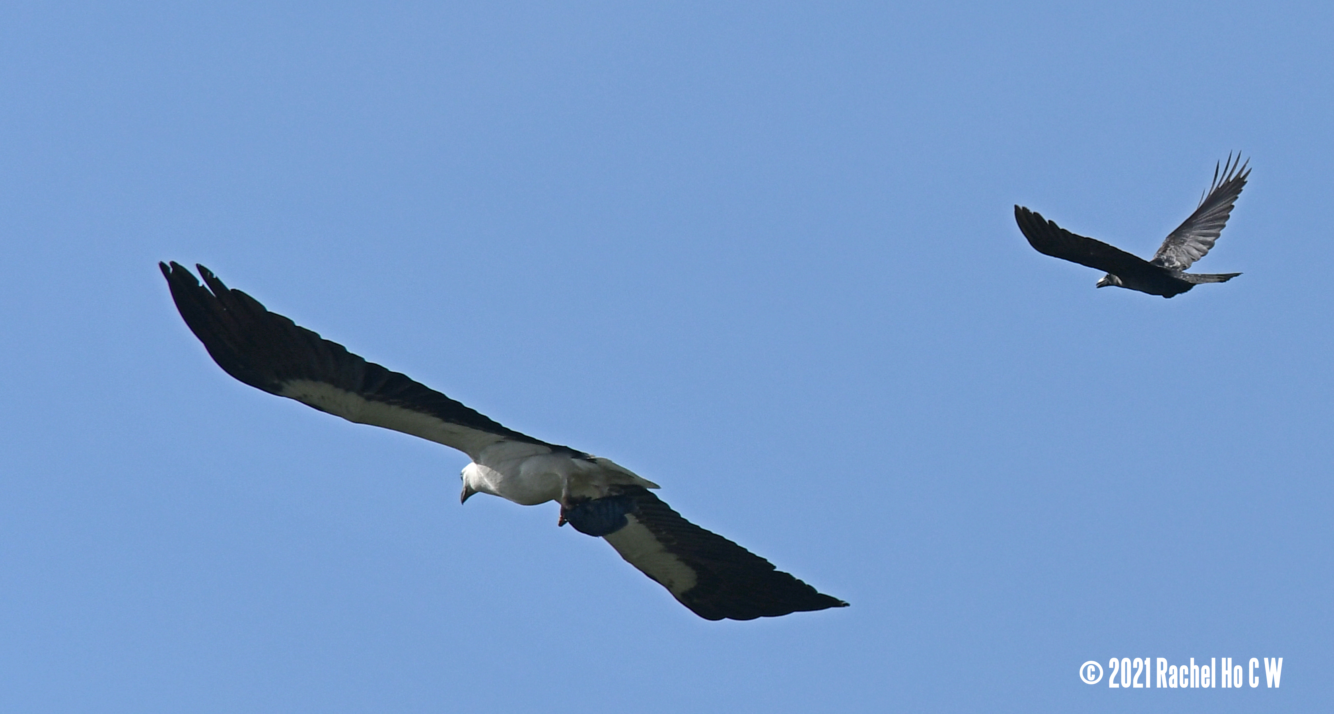 Image 3587 white-bellied sea eagle bringing a fish back