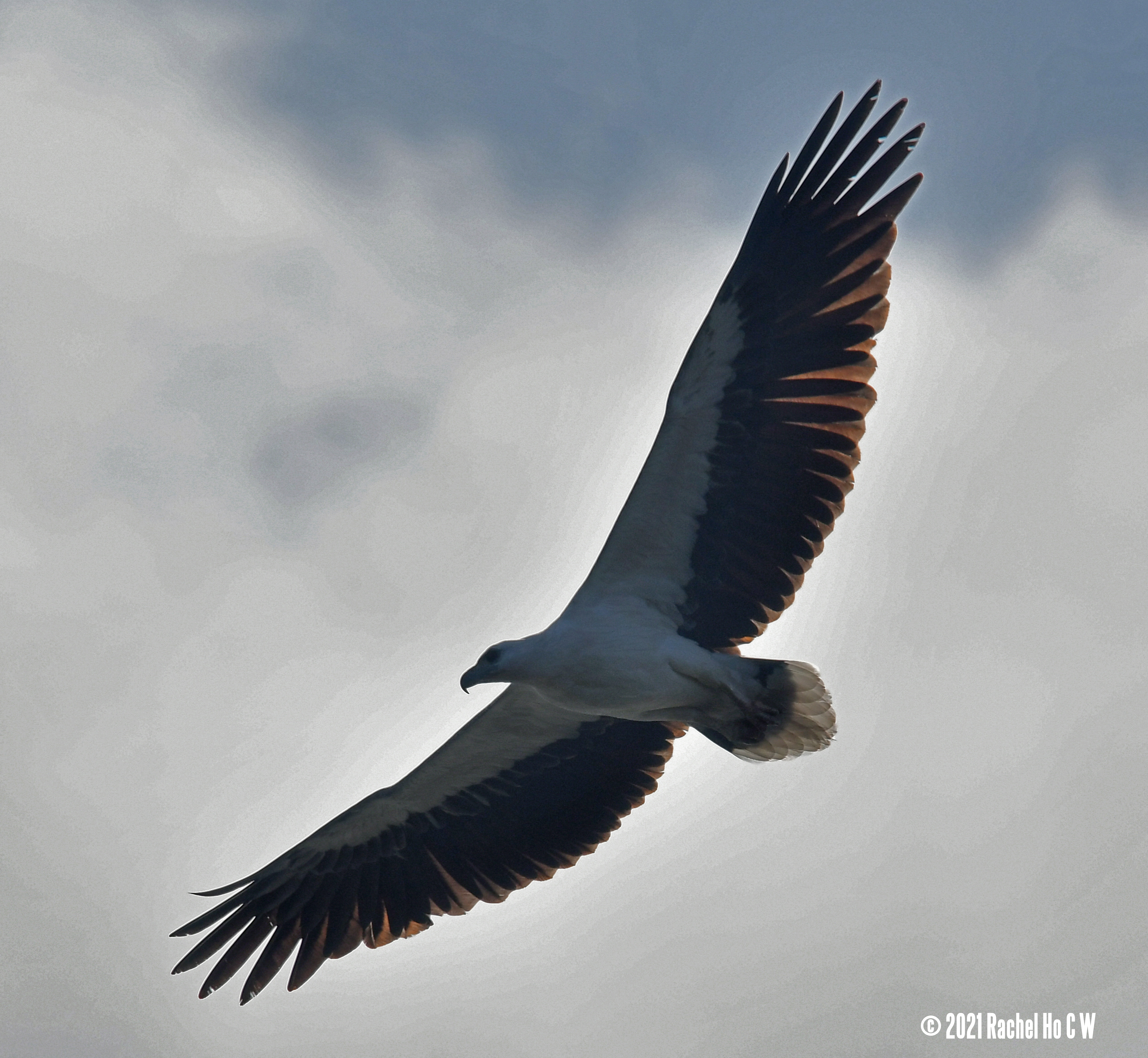 Image 3618 white-bellied sea eagle