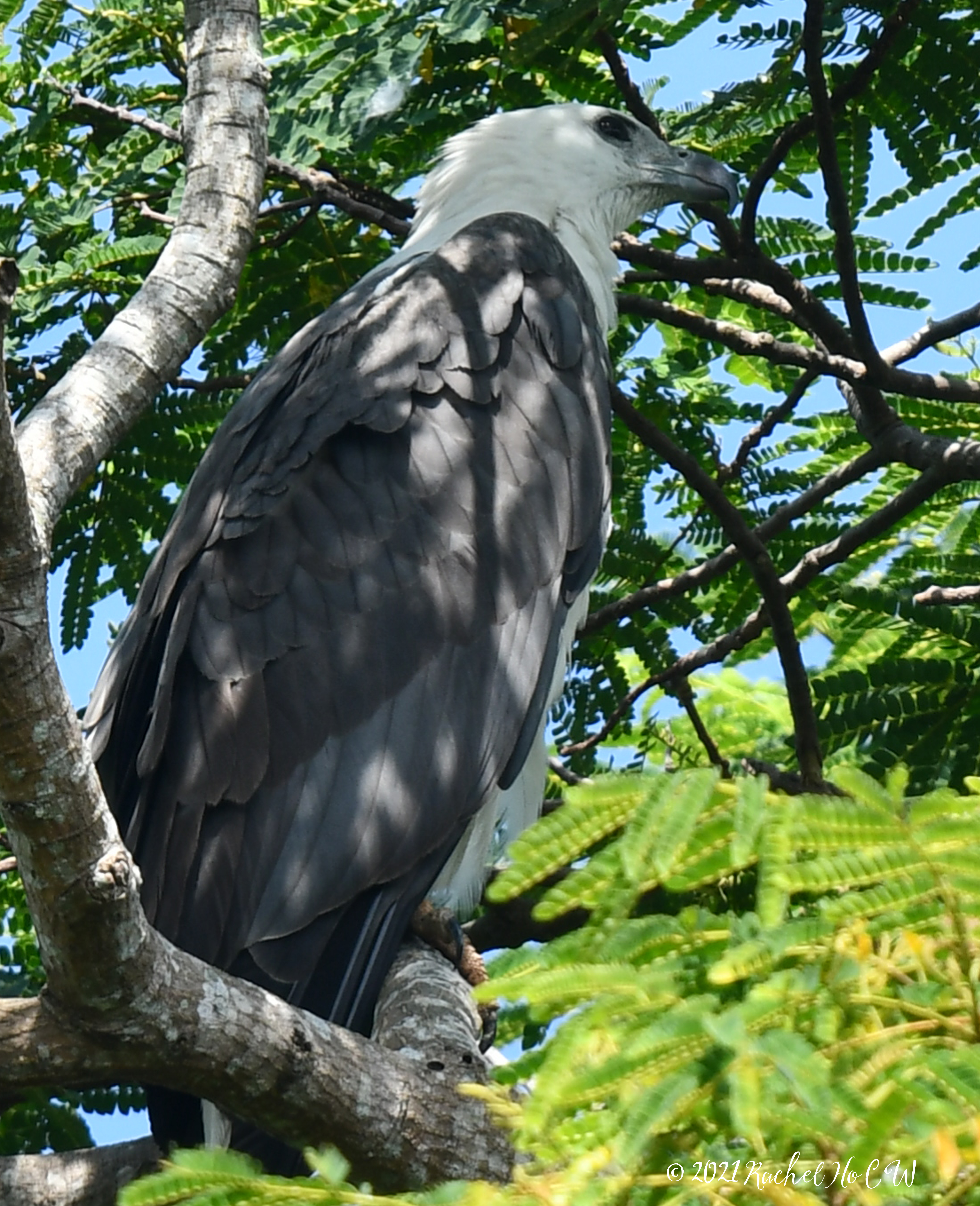 Image 3820 white-bellied sea eagle@Sungei Buloh
