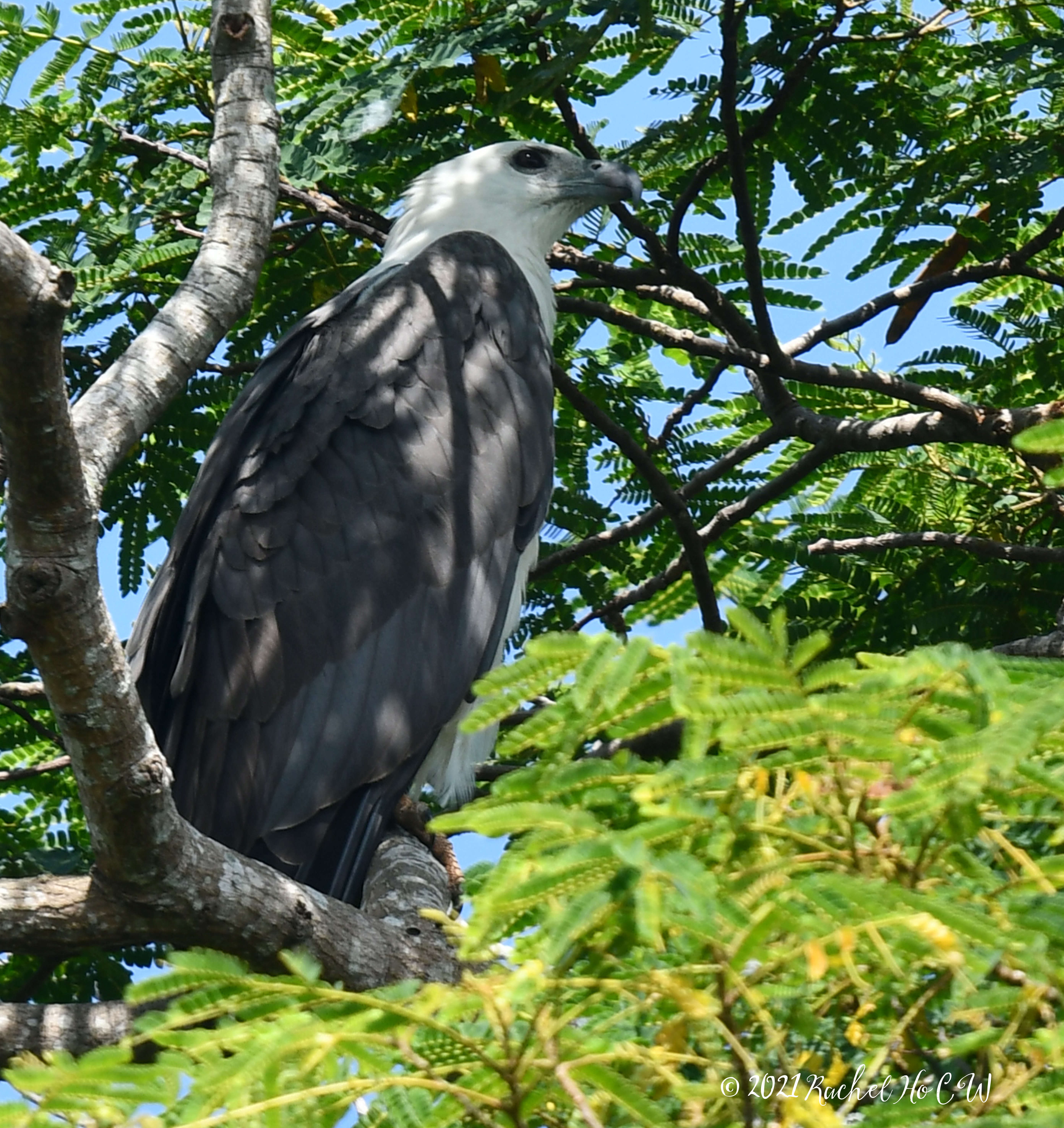 Image 3827 white-bellied sea eagle@Sungei Buloh