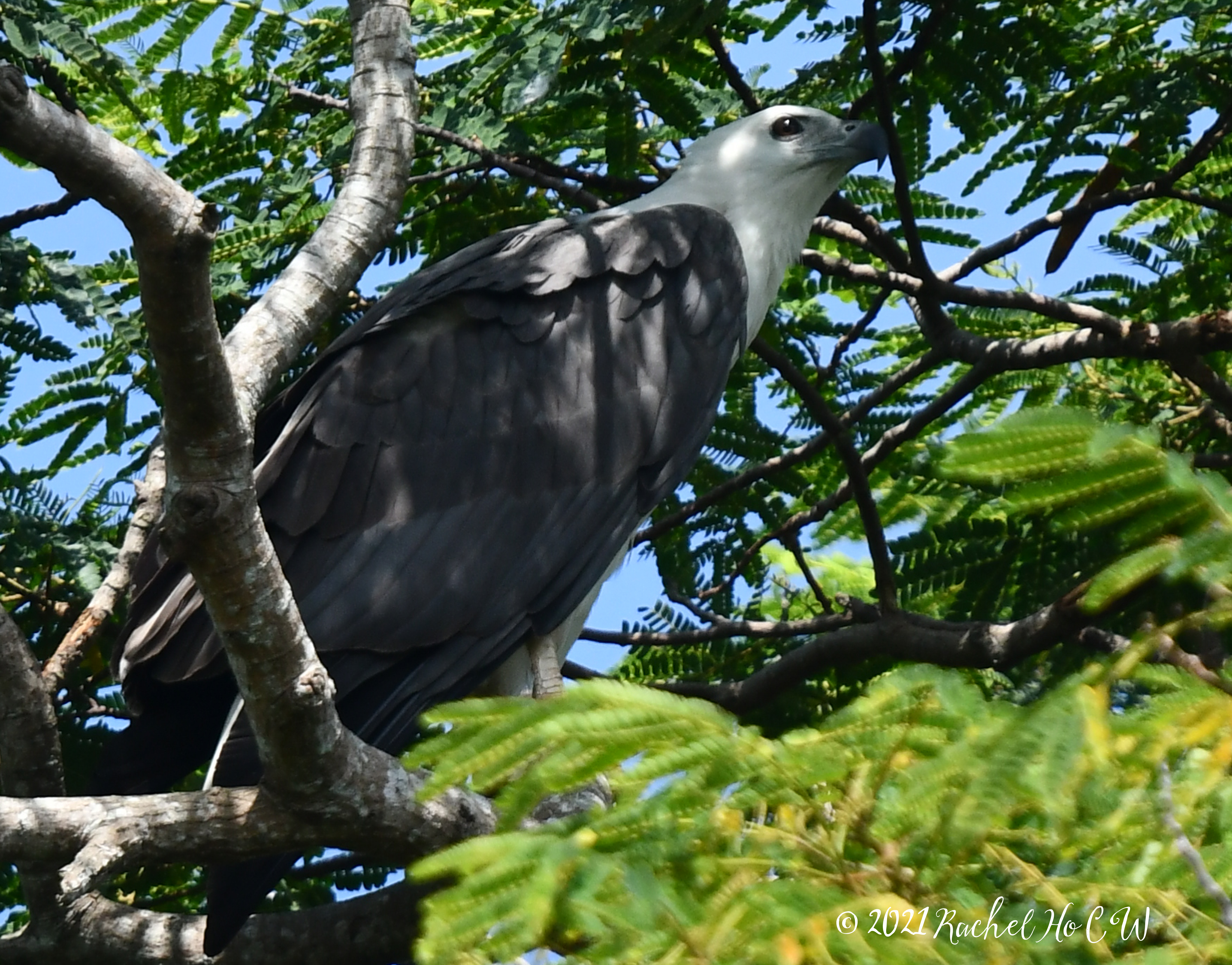 Image 3840 white-bellied sea eagle@Sungei Buloh
