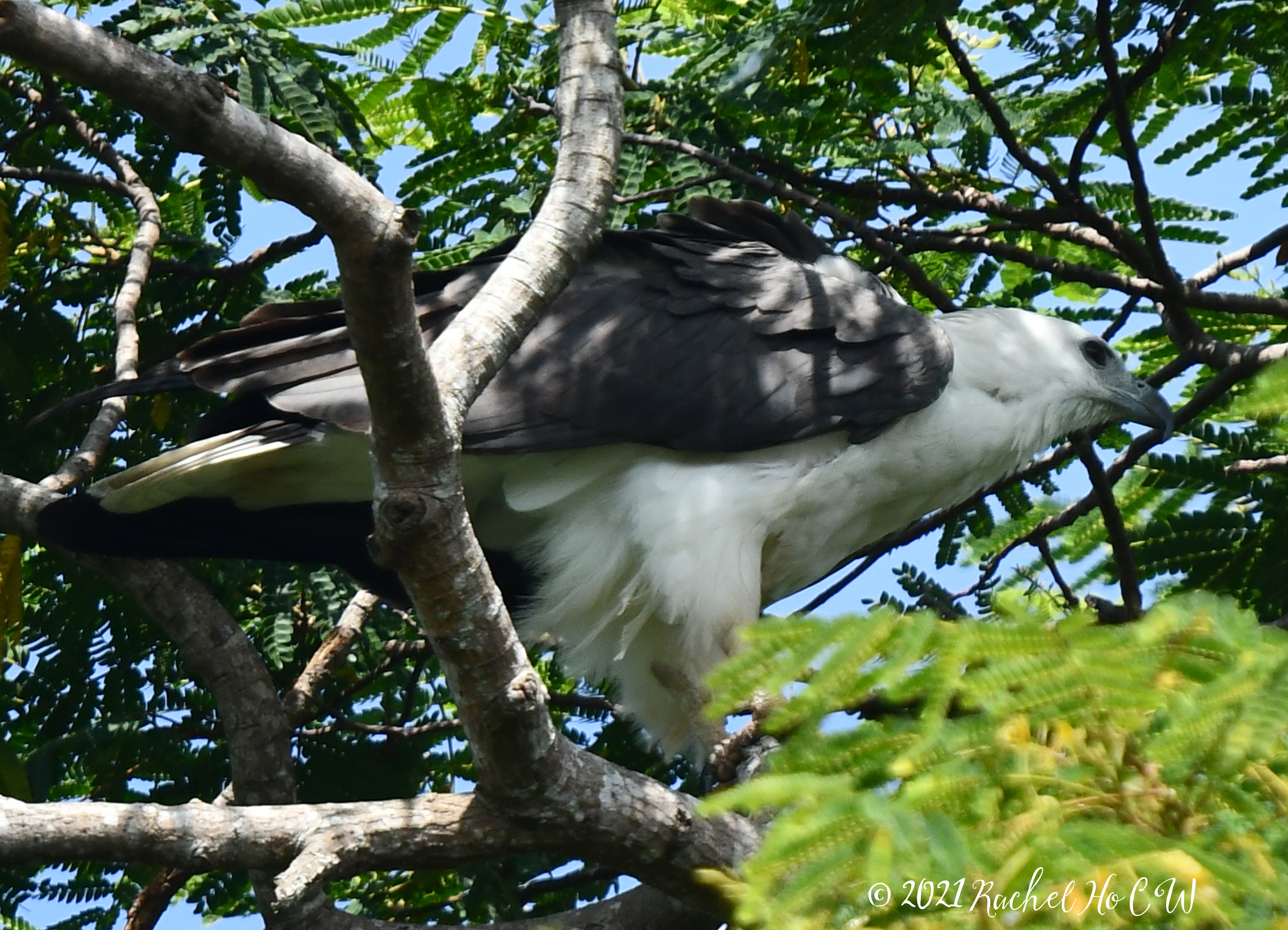 Image 3844 white-bellied sea eagle@Sungei Buloh